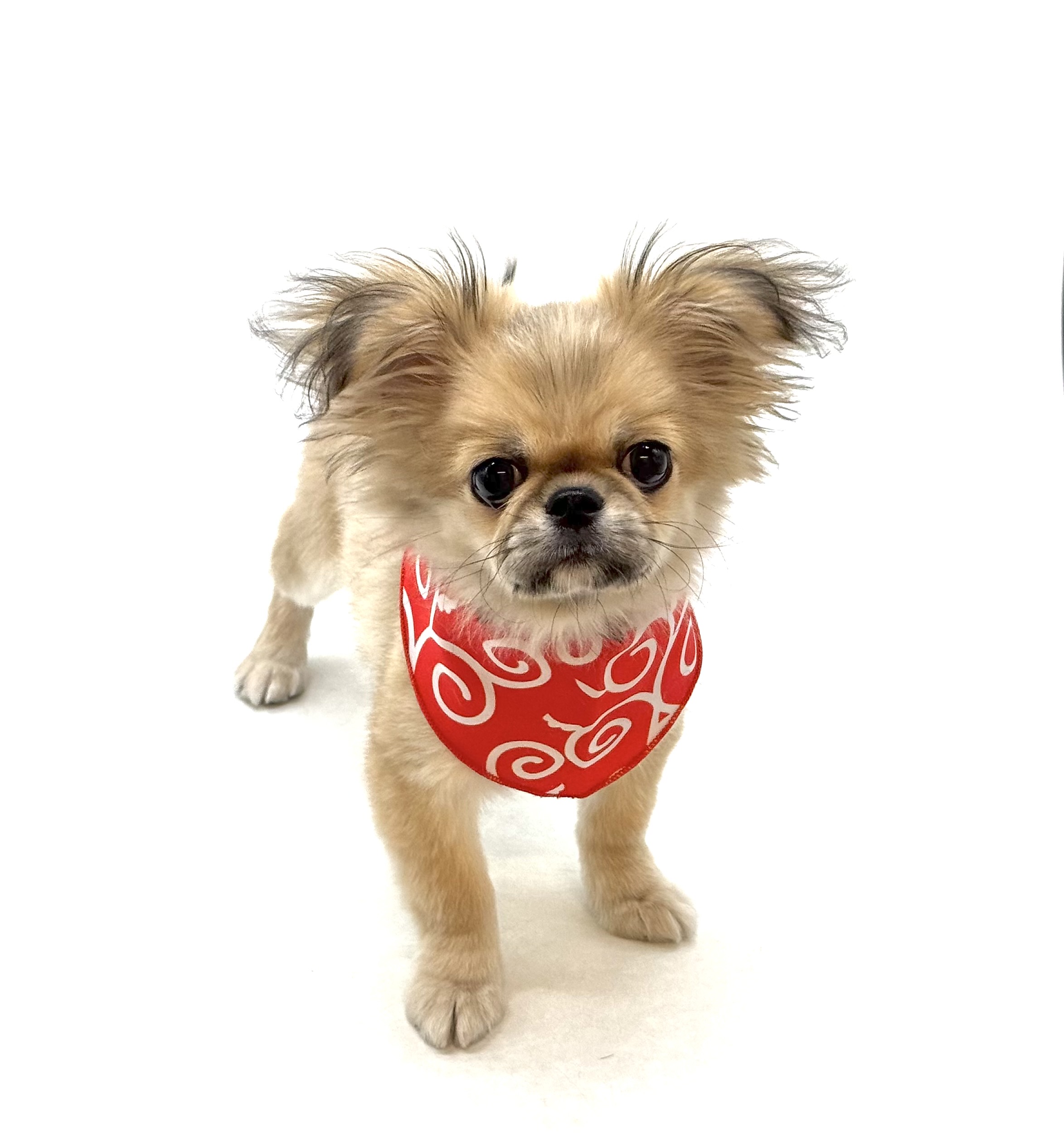 埼玉県のハーフ犬・ミックス犬 (ペッツワン深谷川本店/2025年9月15日生まれ/男の子/フォーン)の子犬の1枚目の画像