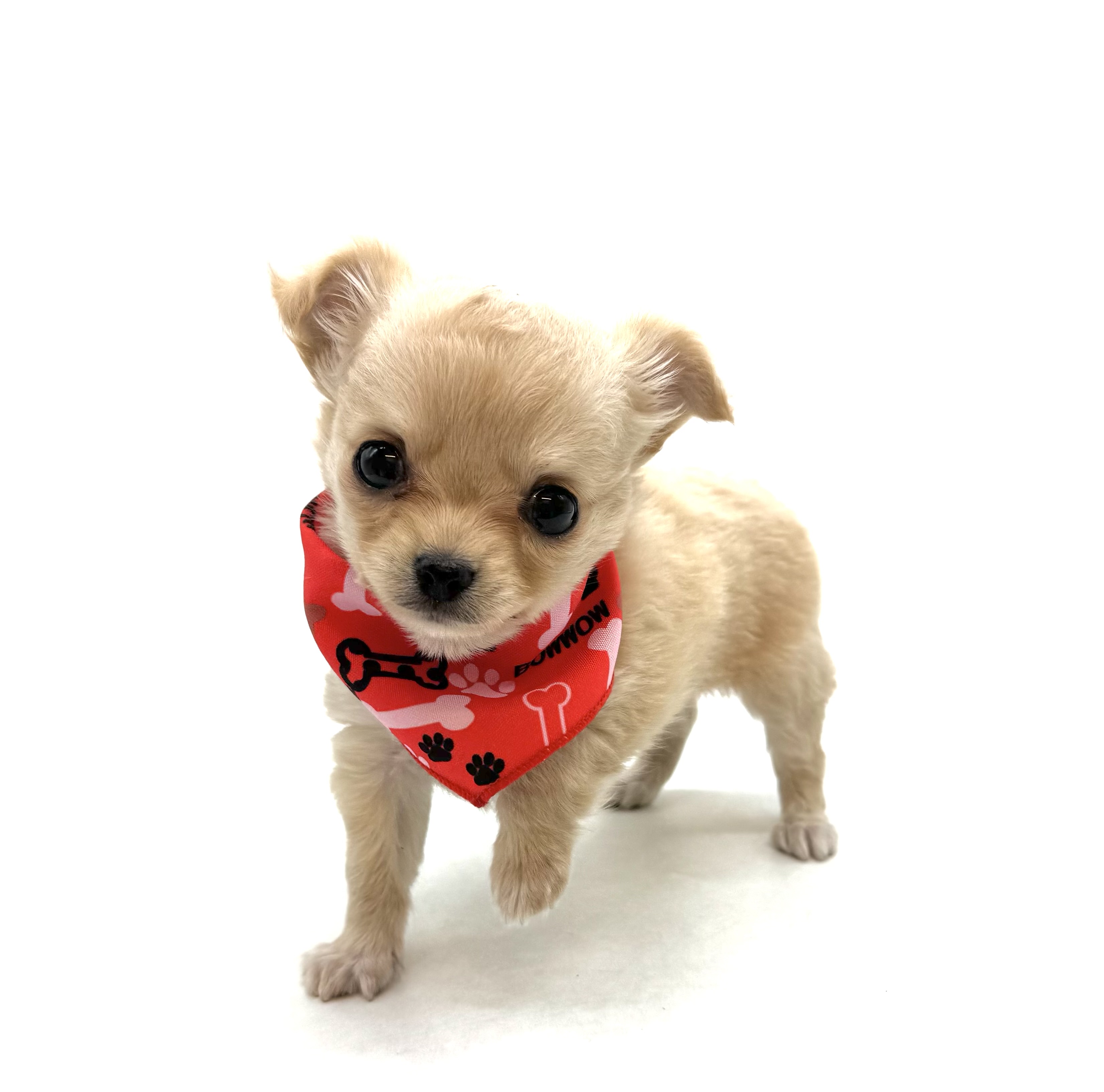 埼玉県のチワワ(ロング) (ペッツワン深谷川本店/2025年12月1日生まれ/男の子/クリーム)の子犬の1枚目の画像