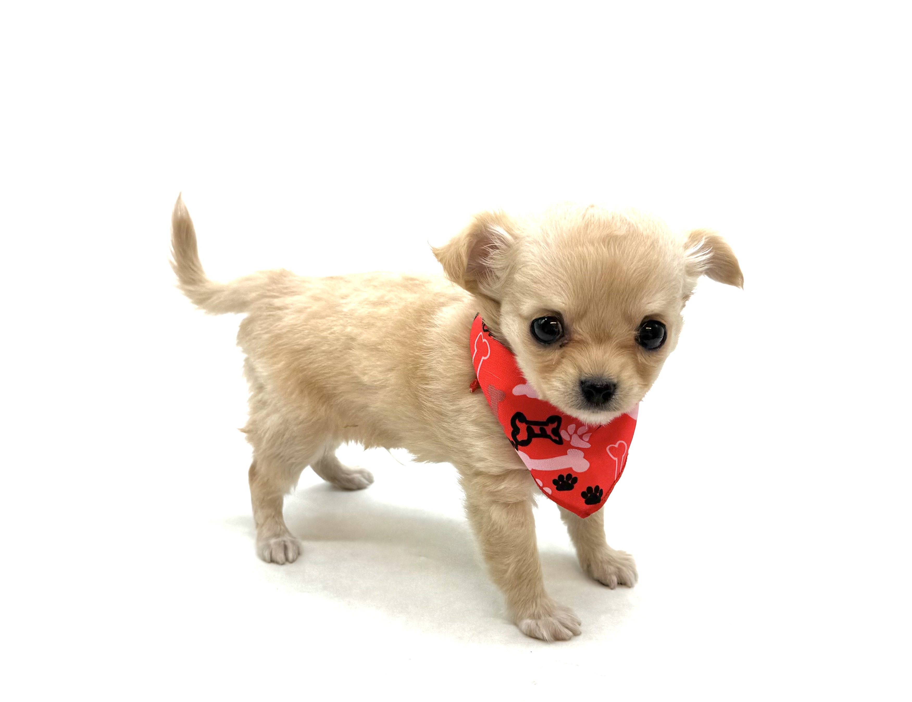 埼玉県のチワワ(ロング) (ペッツワン深谷川本店/2025年12月1日生まれ/男の子/クリーム)の子犬の3枚目の画像