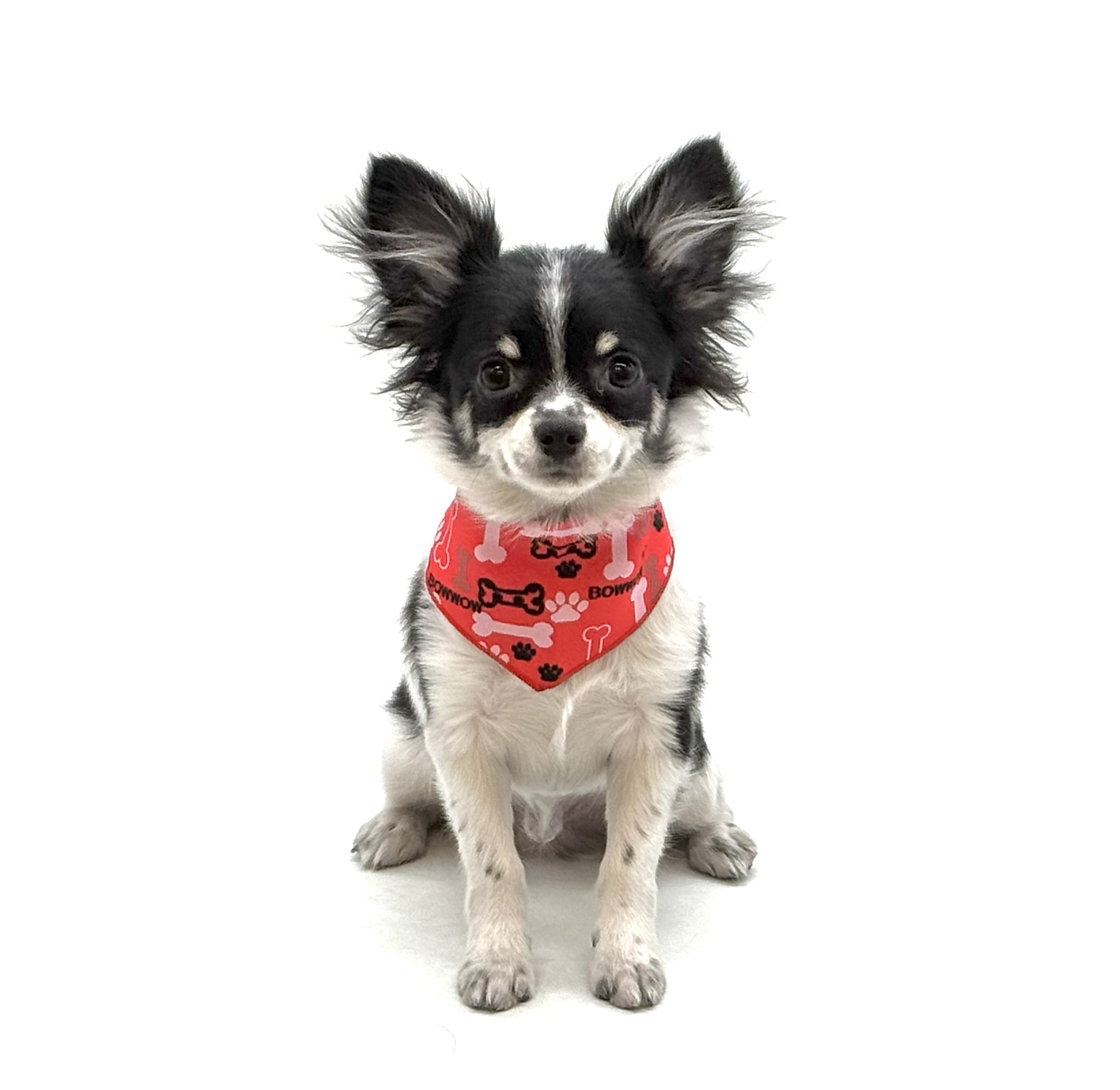 埼玉県のチワワ(ロング) (ペッツワン深谷川本店/2025年8月18日生まれ/男の子/ホワイトブラックタン)の子犬の1枚目の画像