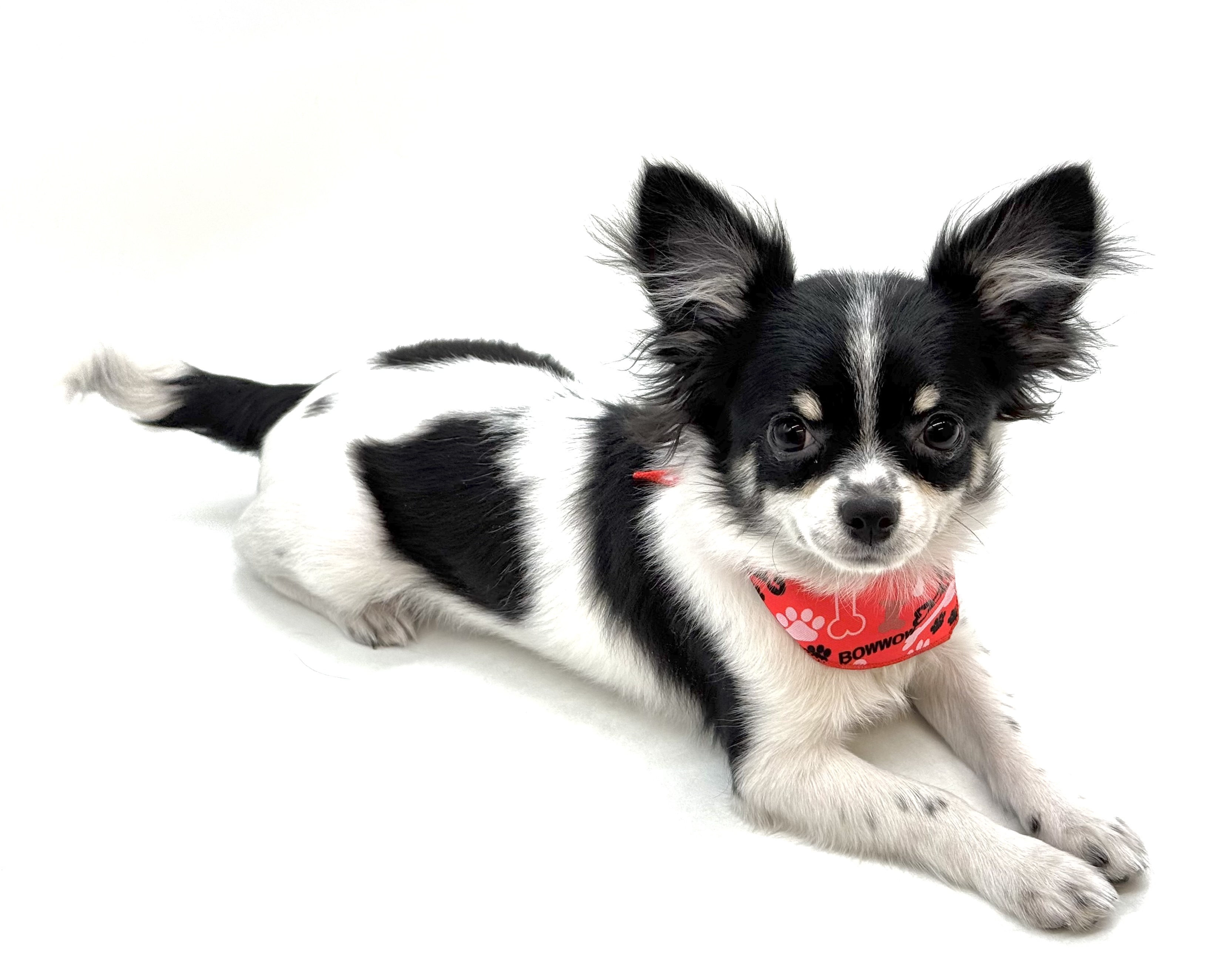 埼玉県のチワワ(ロング) (ペッツワン深谷川本店/2025年8月18日生まれ/男の子/ホワイトブラックタン)の子犬の2枚目の画像