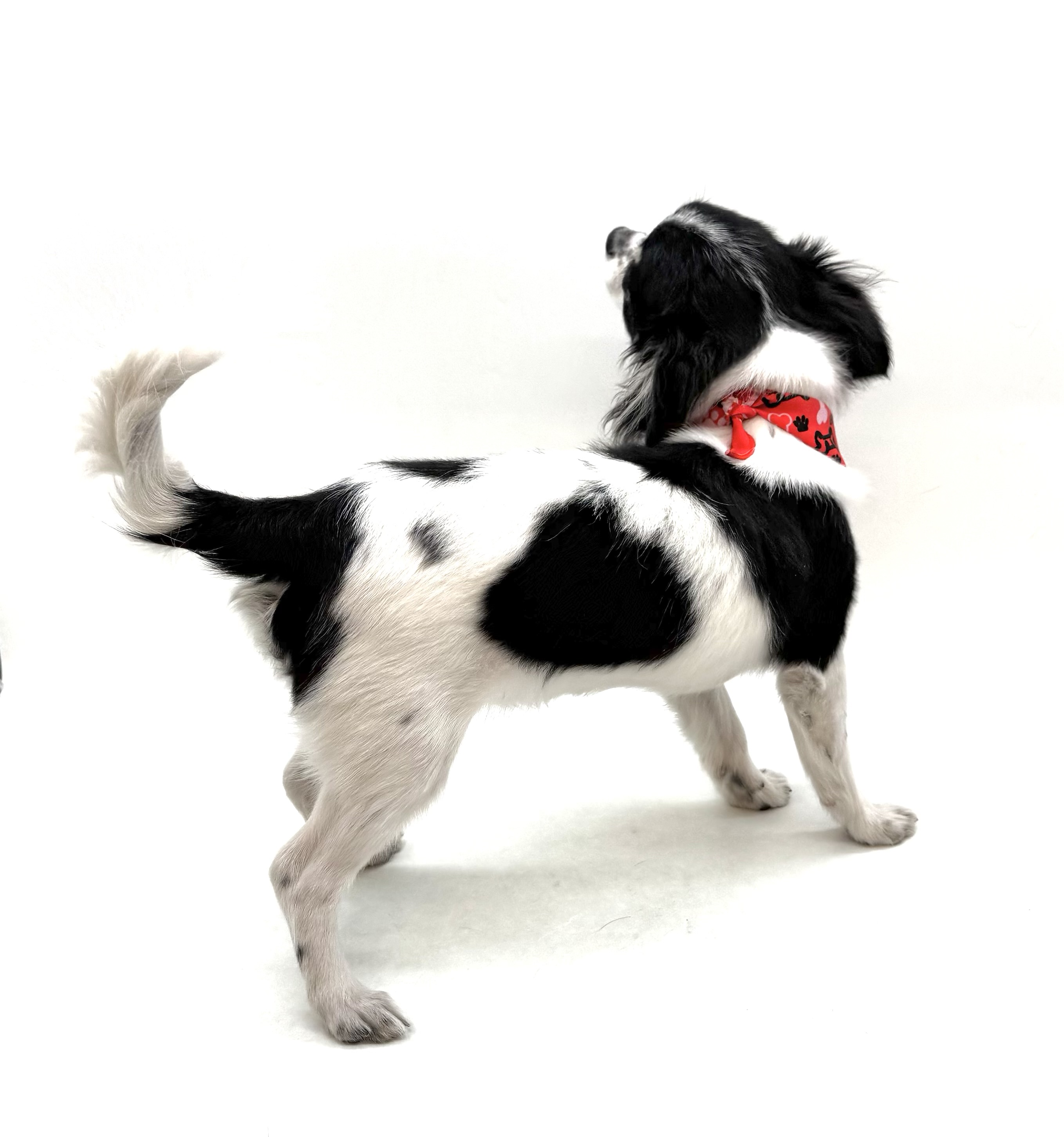 埼玉県のチワワ(ロング) (ペッツワン深谷川本店/2025年8月18日生まれ/男の子/ホワイトブラックタン)の子犬の3枚目の画像