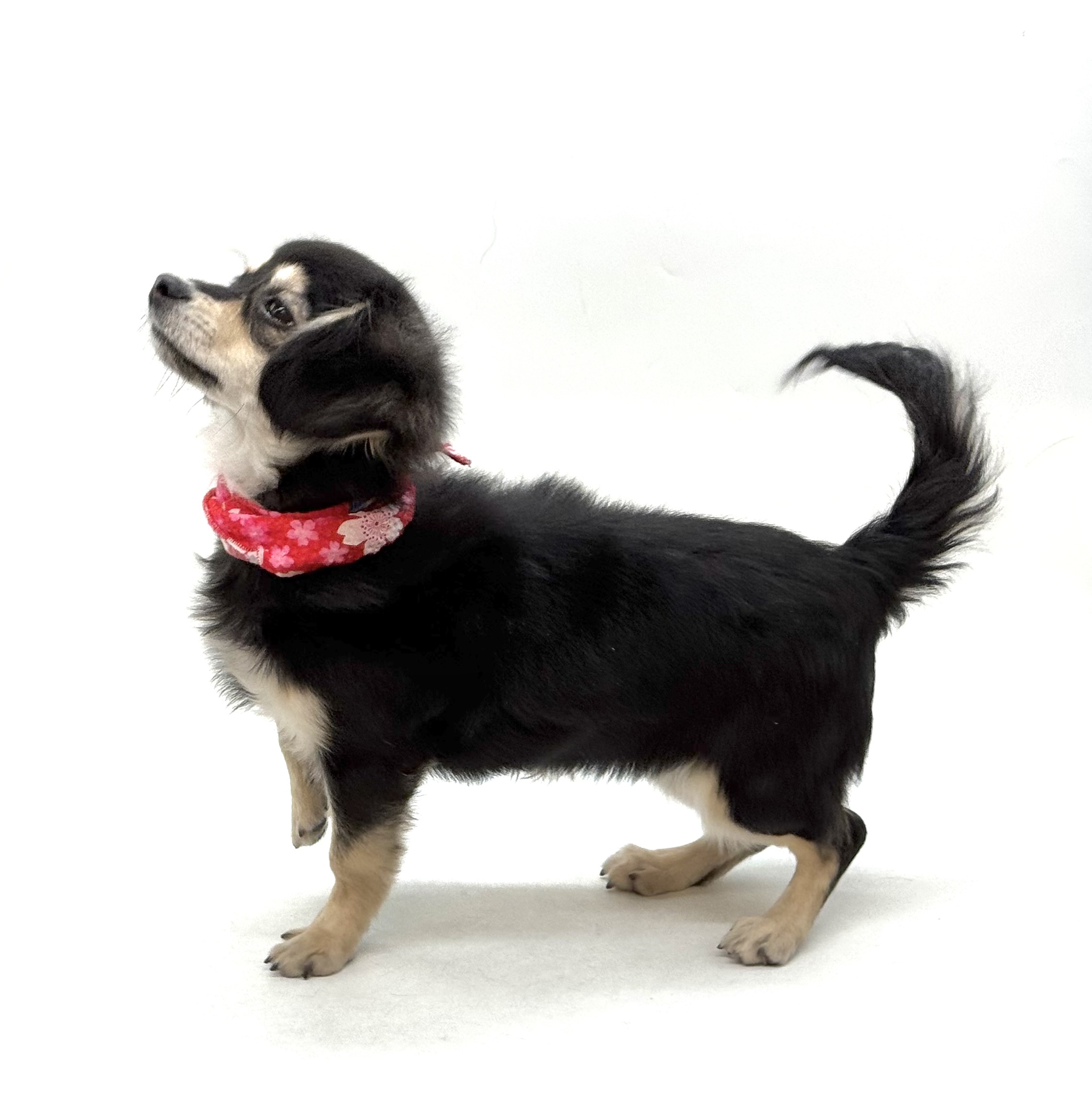 埼玉県のハーフ犬・ミックス犬 (ペッツワン深谷川本店/2025年8月19日生まれ/女の子/ブラックタン)の子犬の3枚目の画像