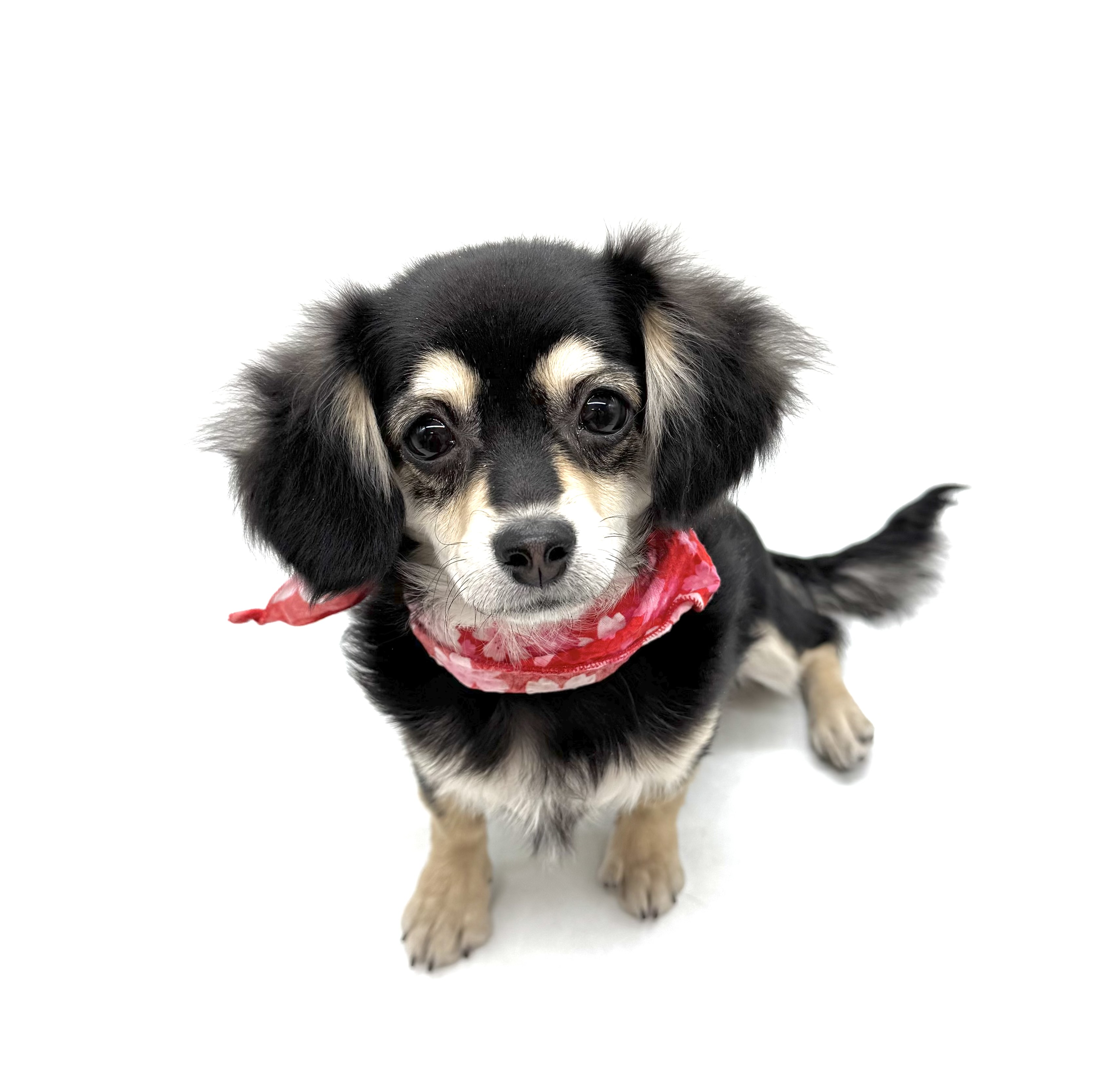 埼玉県のハーフ犬・ミックス犬 (ペッツワン深谷川本店/2025年8月19日生まれ/女の子/ブラックタン)の子犬の1枚目の画像