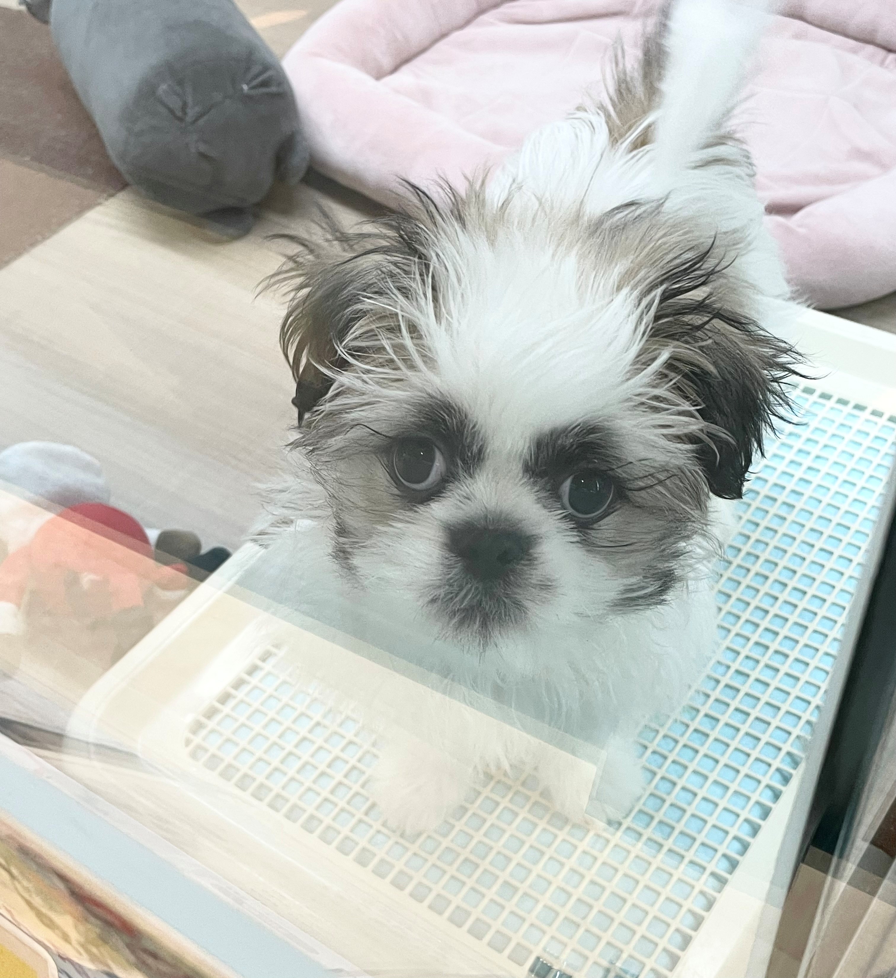 岐阜県のシーズー (ペッツワン可児店/2025年11月13日生まれ/男の子/ホワイトゴールド)の子犬の2枚目の画像