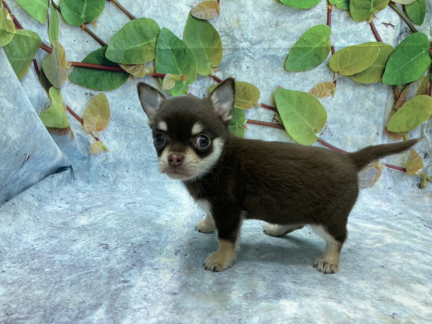 埼玉県のチワワ(ロング) (ペッツワン北本店/2025年12月13日生まれ/男の子/チョコレートタンホワイト)の子犬の2枚目の画像