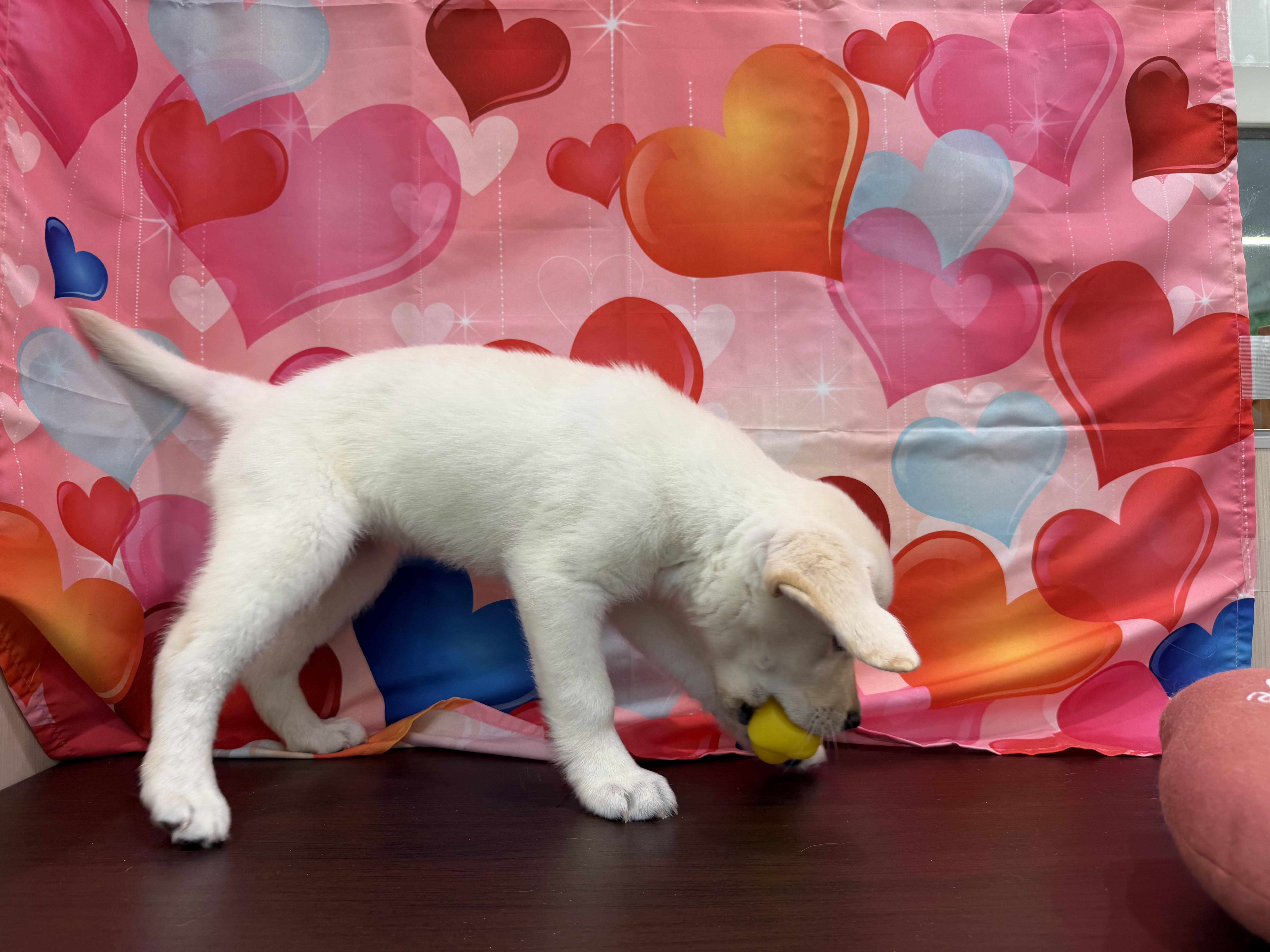 静岡県のラブラドールレトリーバー (ペッツワン清水店/2025年11月28日生まれ/女の子/イエロー)の子犬の2枚目の画像