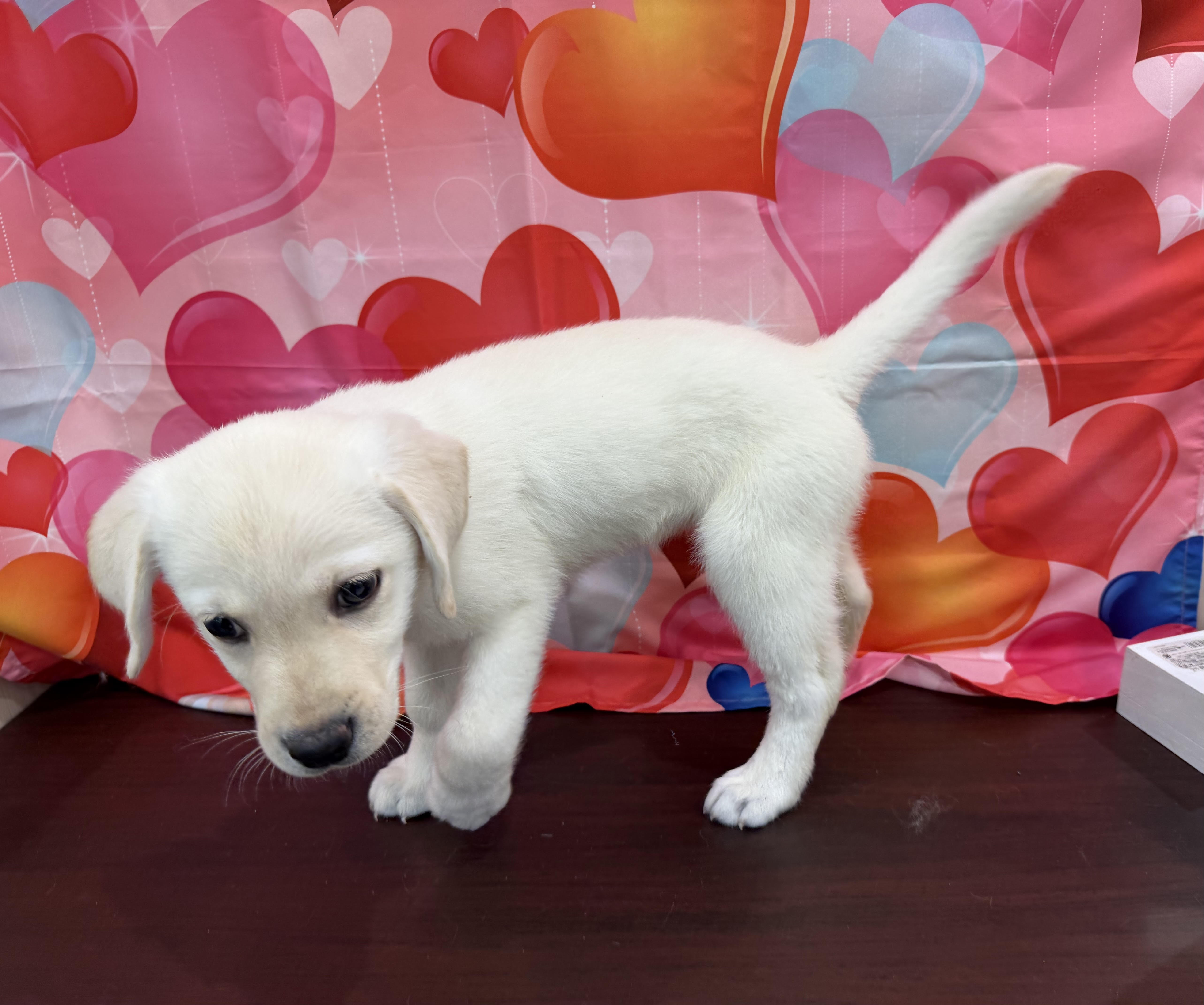 静岡県のラブラドールレトリーバー (ペッツワン清水店/2025年11月28日生まれ/女の子/イエロー)の子犬の3枚目の画像