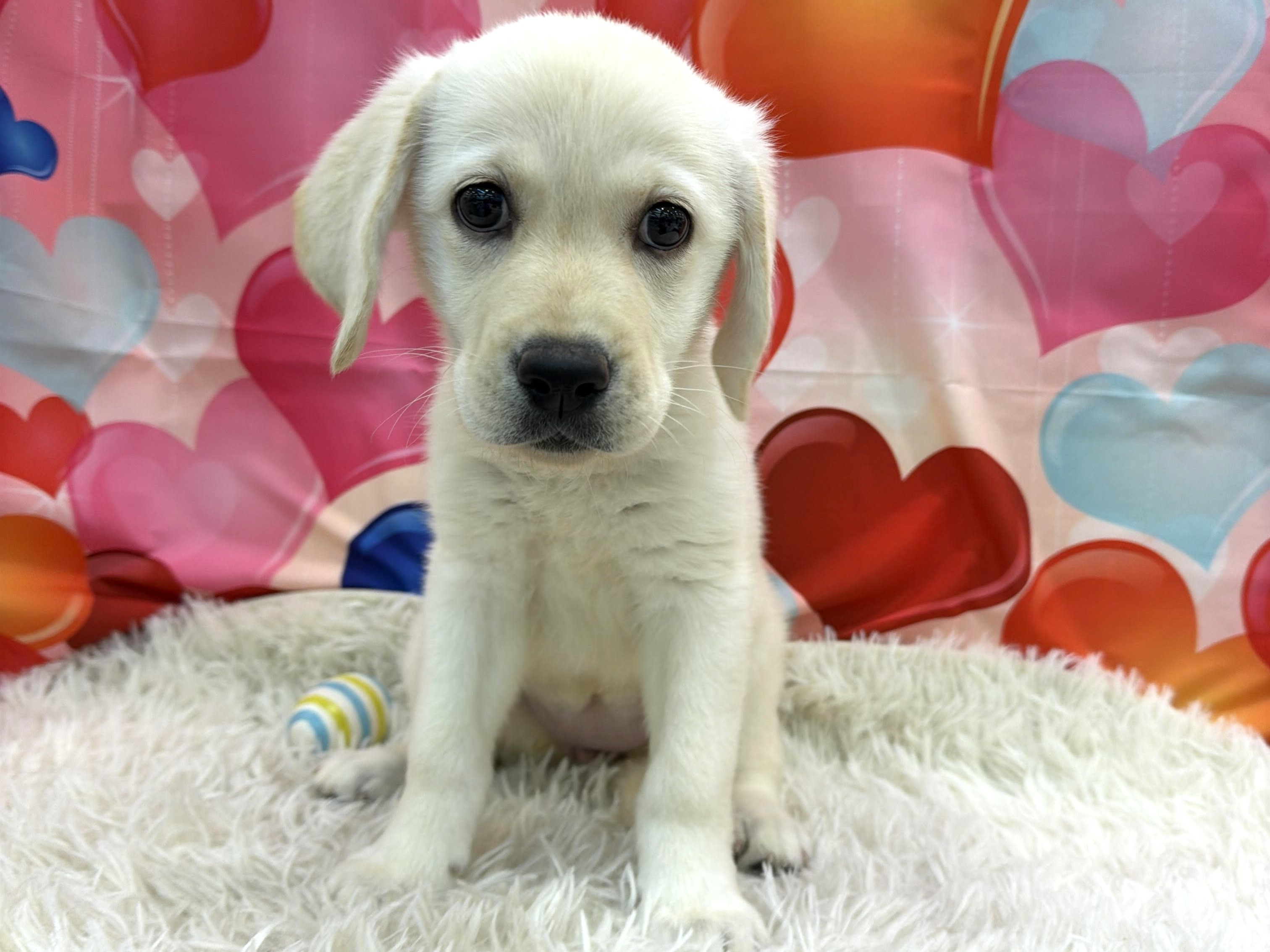 静岡県のラブラドールレトリーバー (ペッツワン清水店/2025年11月28日生まれ/女の子/イエロー)の子犬の1枚目の画像