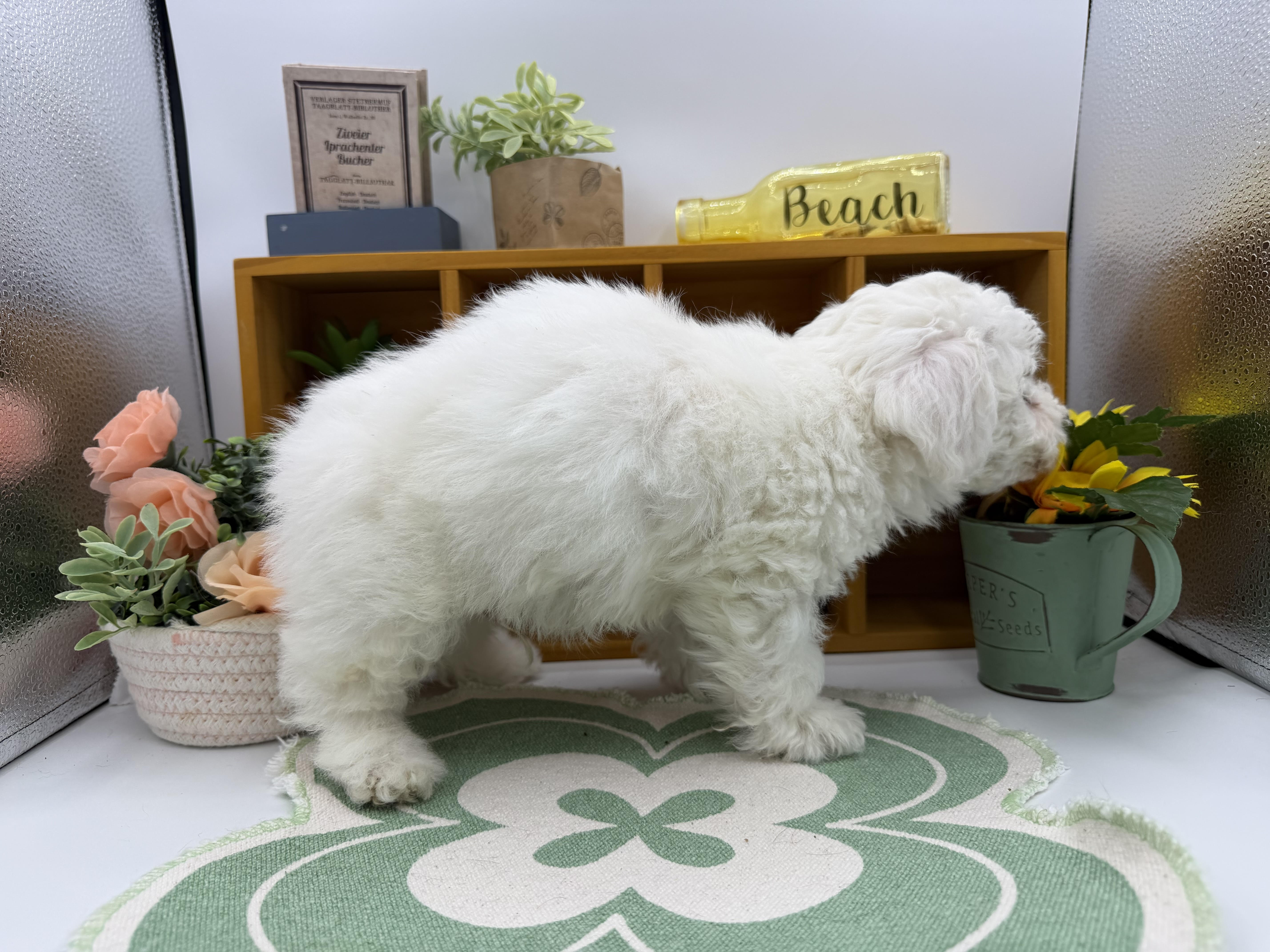 静岡県のビションフリーゼ (ペッツワン清水店/2025年12月2日生まれ/男の子/ホワイト)の子犬の2枚目の画像