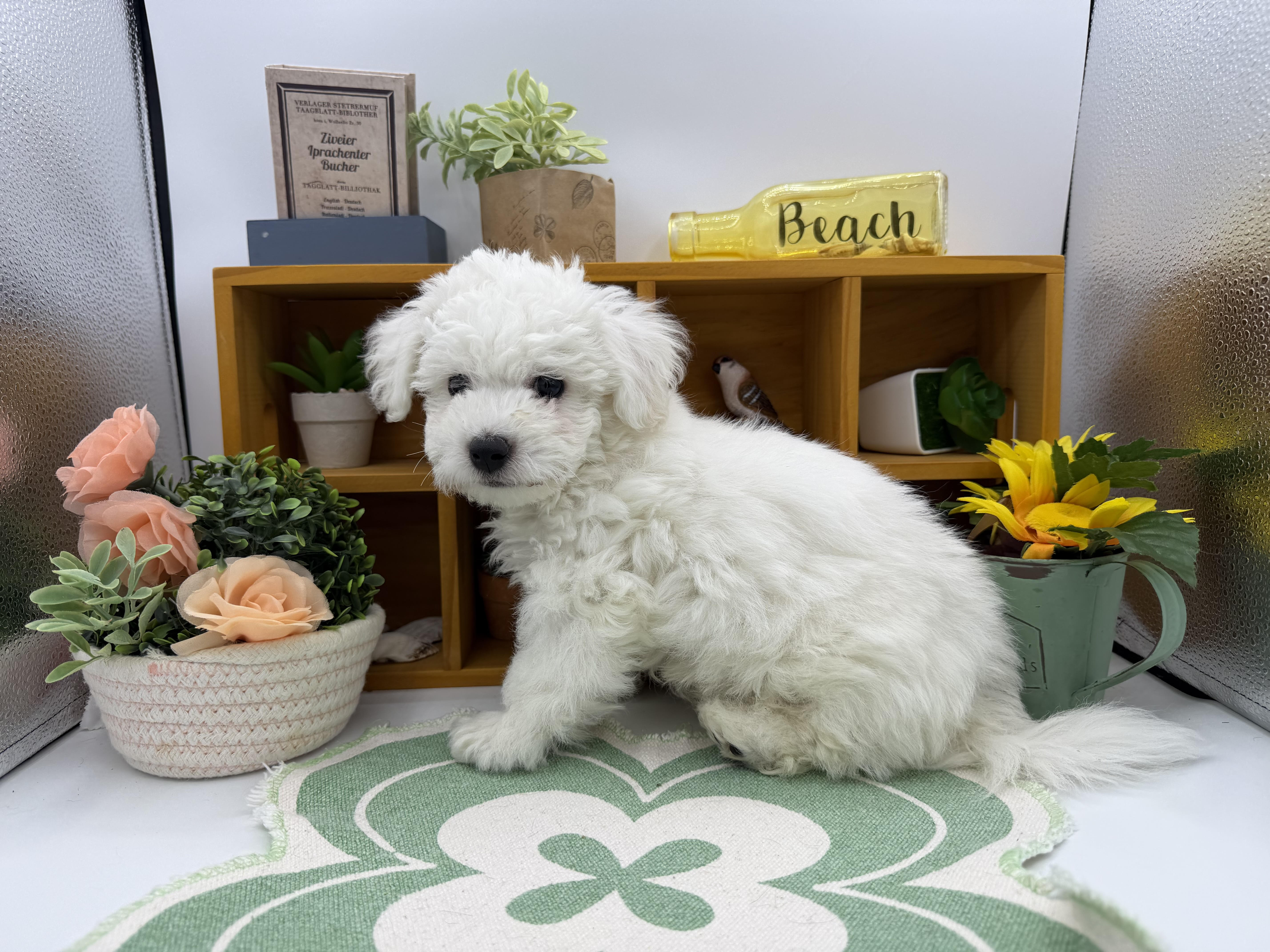 静岡県のビションフリーゼ (ペッツワン清水店/2025年12月2日生まれ/男の子/ホワイト)の子犬の3枚目の画像
