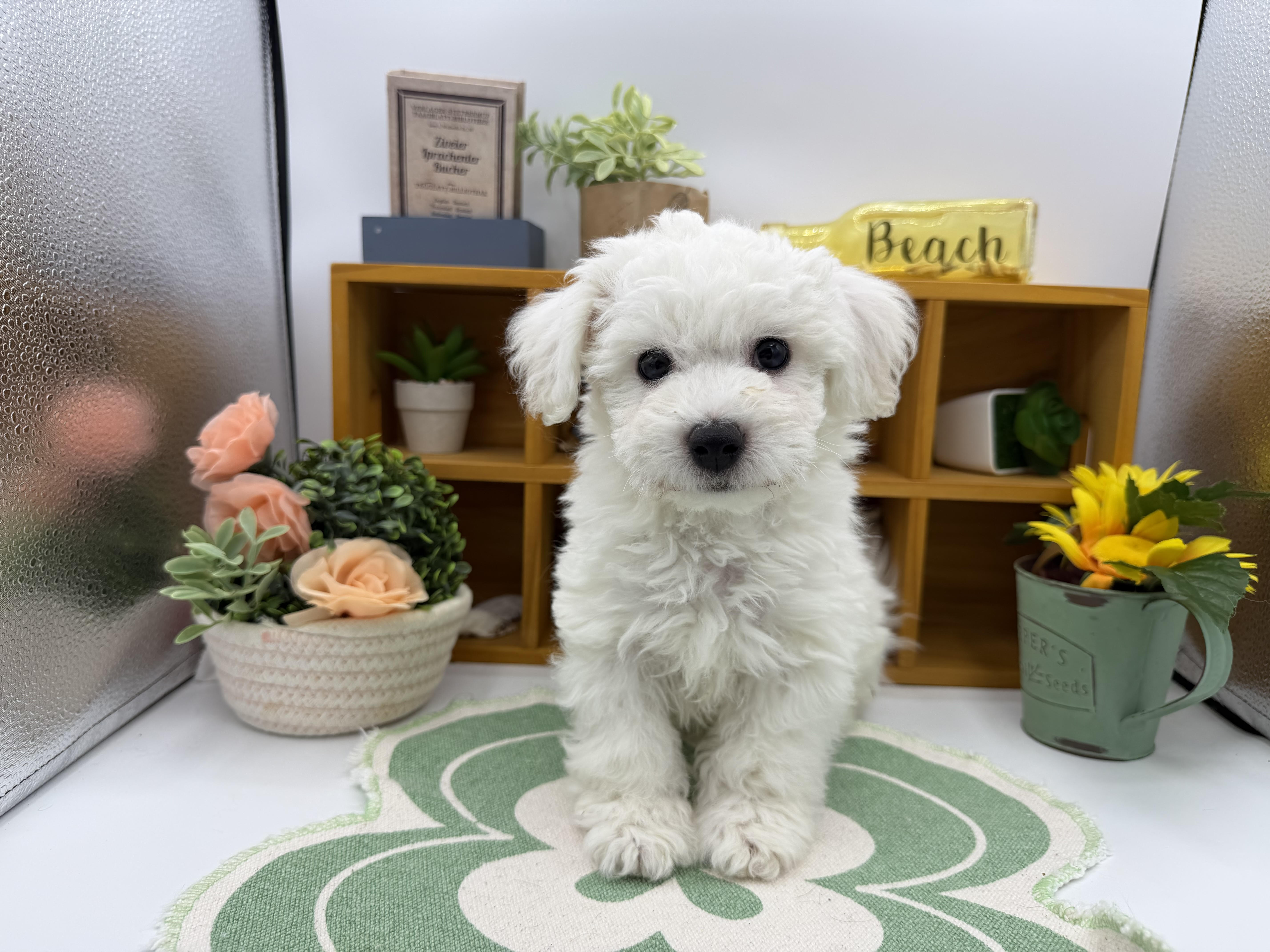 静岡県のビションフリーゼ (ペッツワン清水店/2025年12月2日生まれ/男の子/ホワイト)の子犬の1枚目の画像