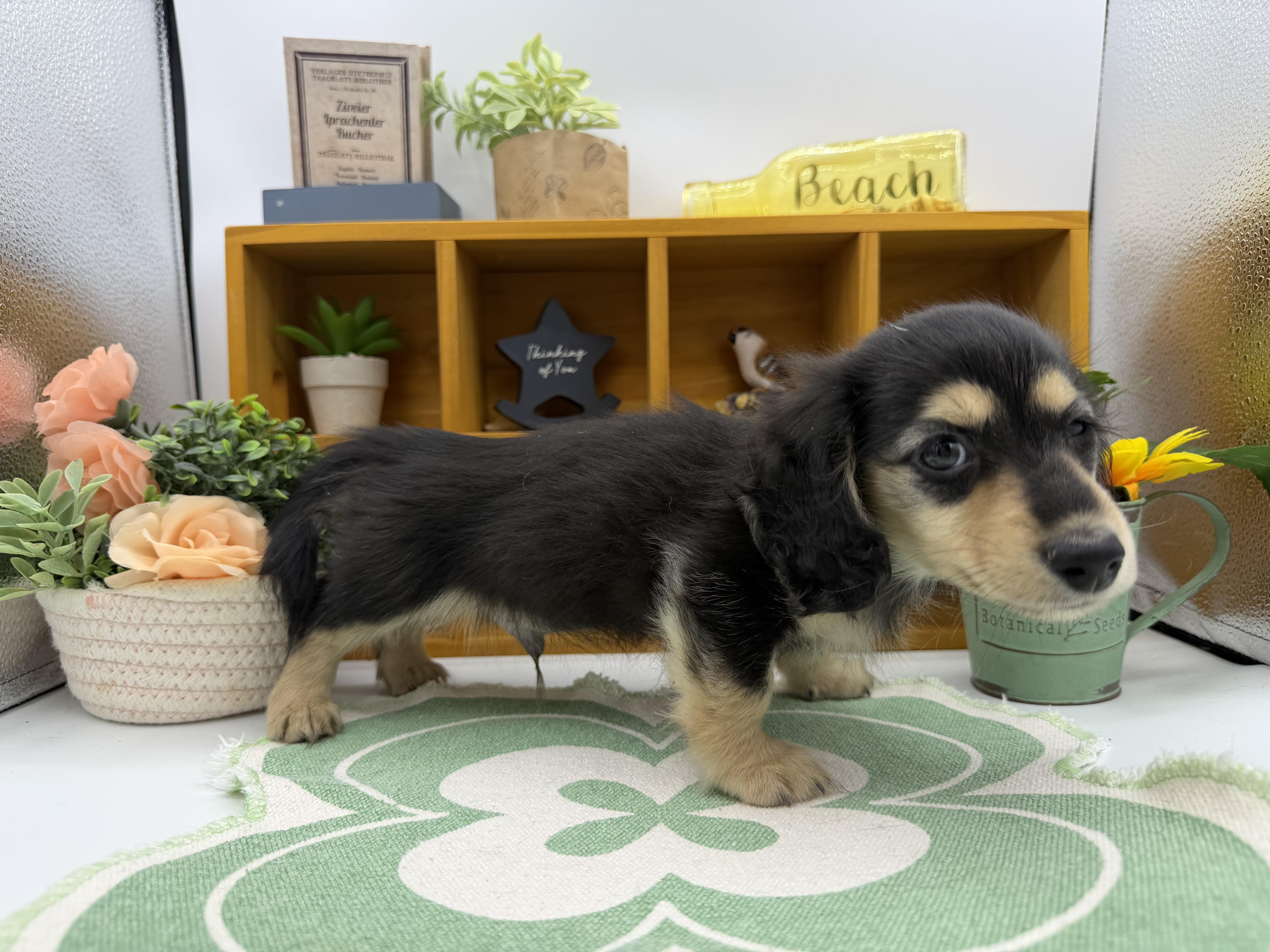 静岡県のカニンヘンダックスフンド(ロング) (ペッツワン清水店/2025年11月9日生まれ/男の子/ブラック)の子犬の2枚目の画像