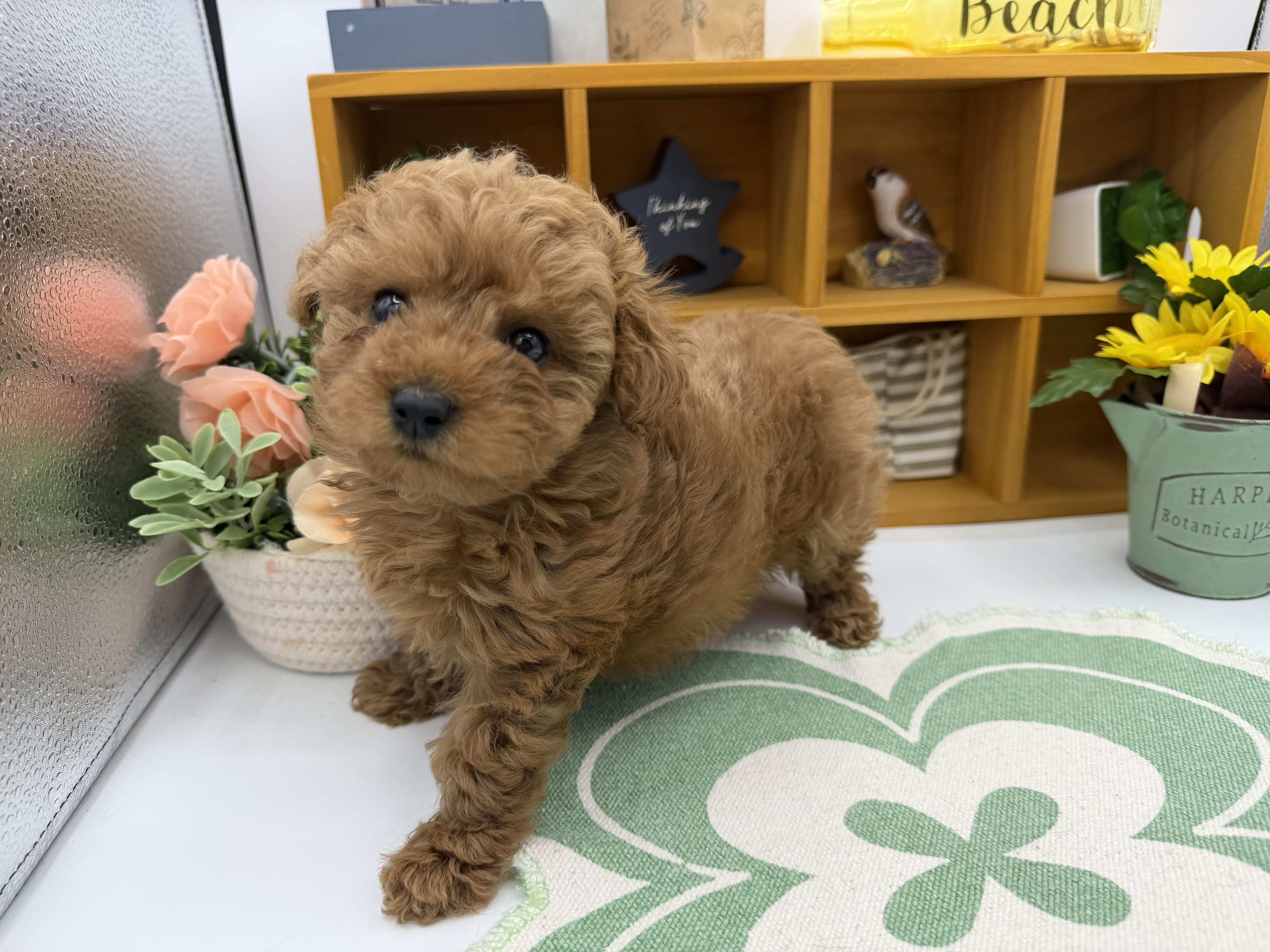 静岡県のトイプードル(トイ) (ペッツワン清水店/2025年12月11日生まれ/女の子/レッド)の子犬の1枚目の画像