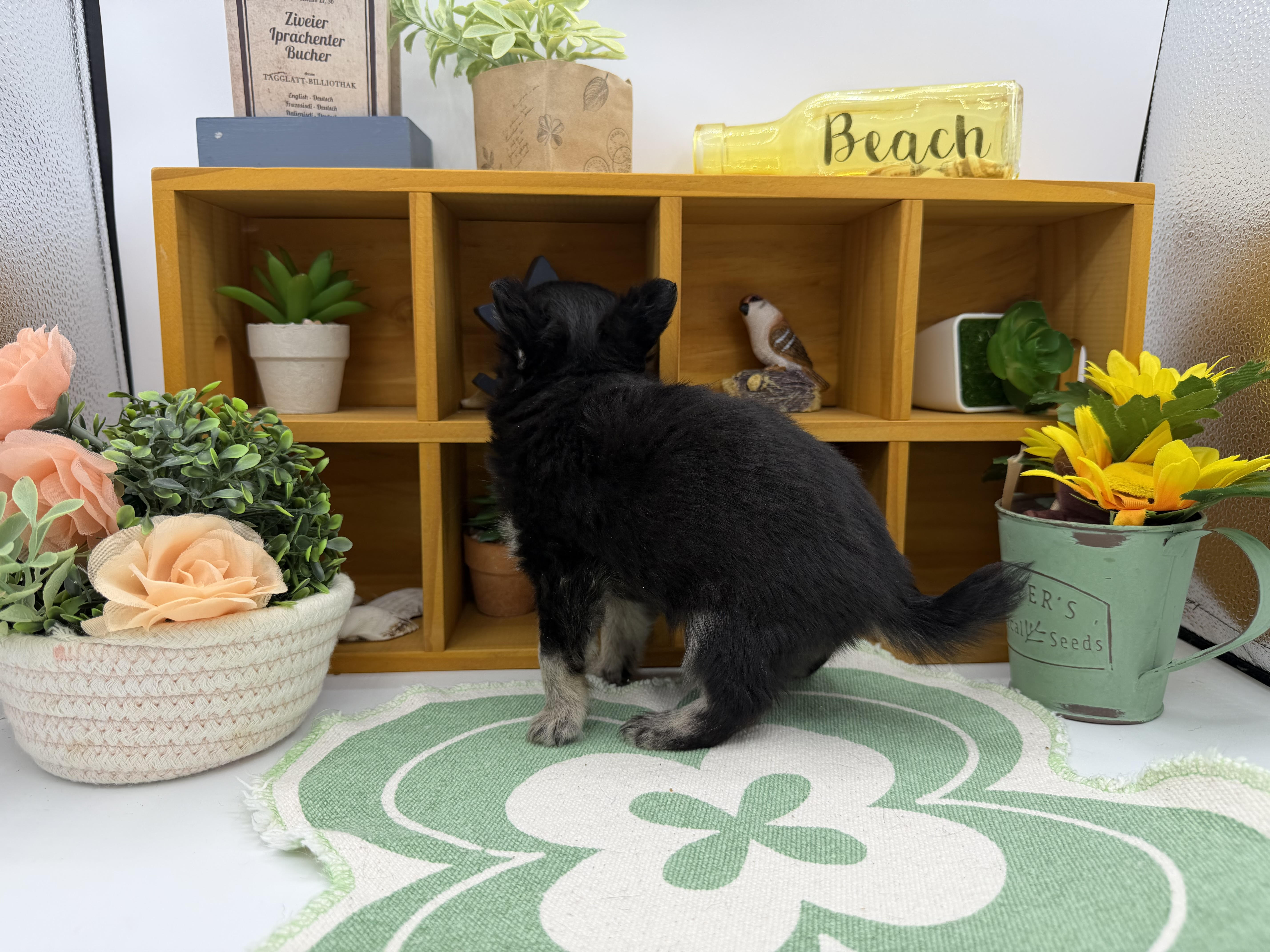 静岡県のチワワ(ロング) (ペッツワン清水店/2025年12月17日生まれ/男の子/ブラック)の子犬の3枚目の画像