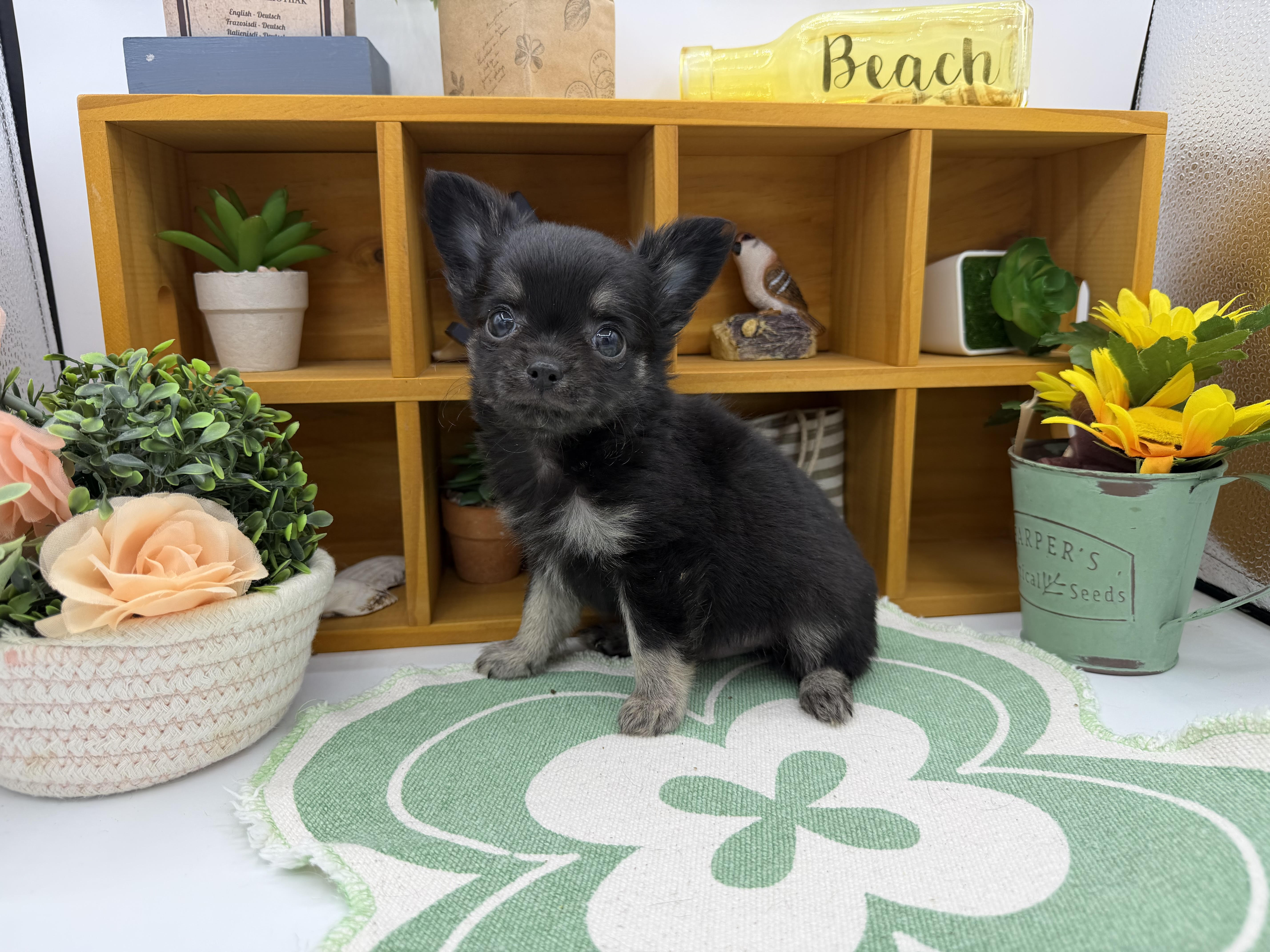 静岡県のチワワ(ロング) (ペッツワン清水店/2025年12月17日生まれ/男の子/ブラック)の子犬の1枚目の画像