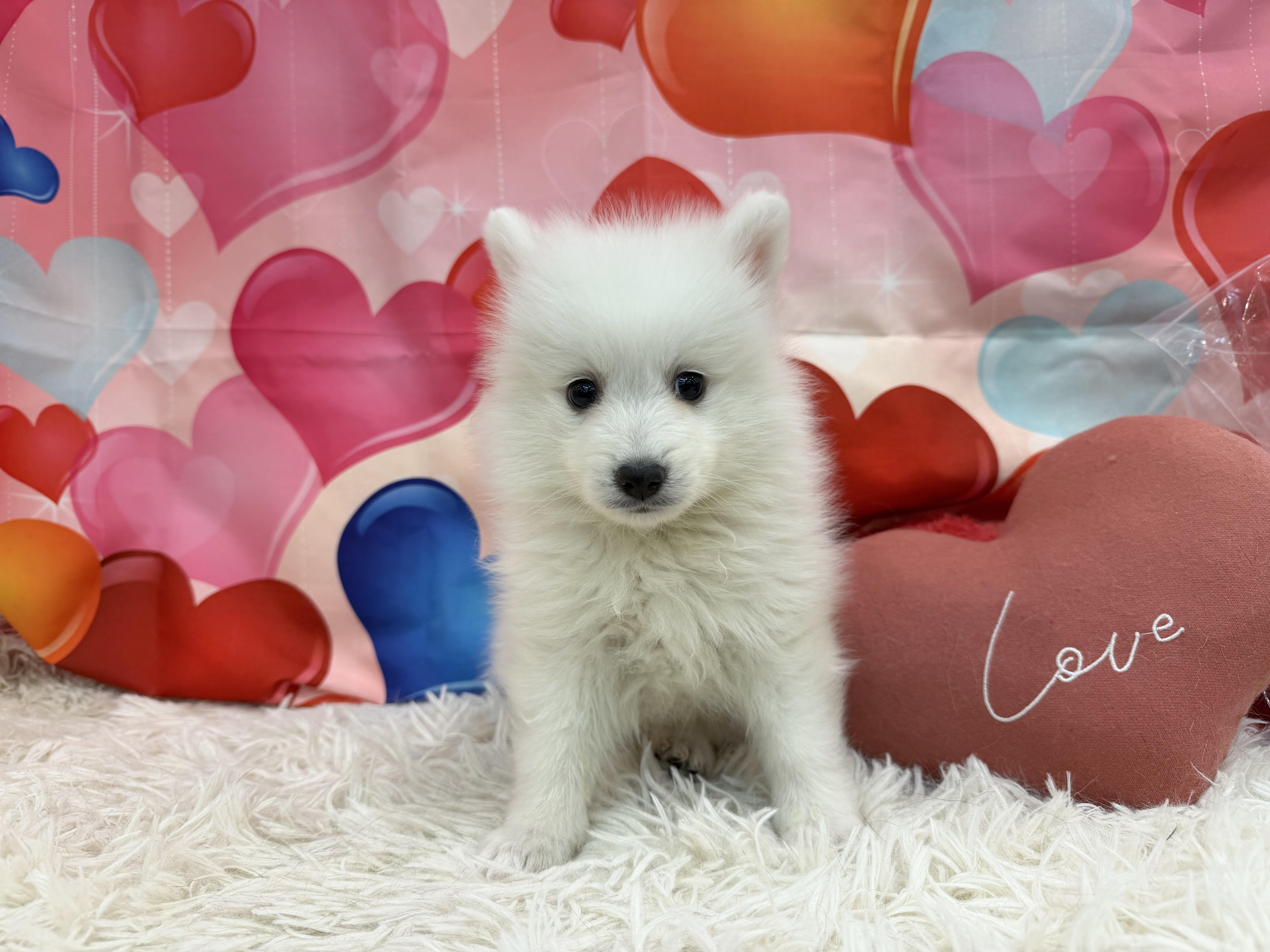 静岡県の日本スピッツ (ペッツワン清水店/2025年12月18日生まれ/男の子/ホワイト)の子犬の1枚目の画像