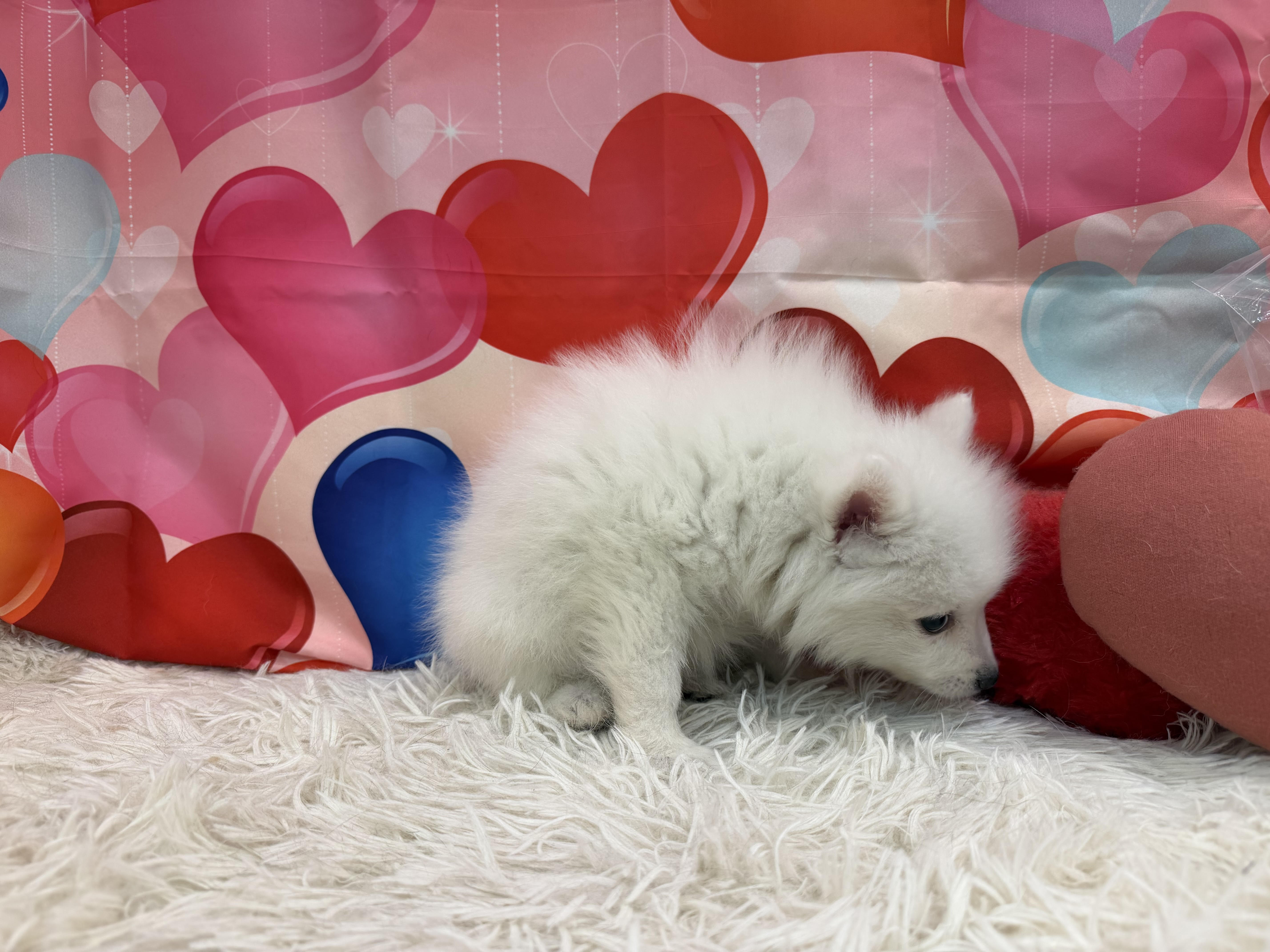 静岡県の日本スピッツ (ペッツワン清水店/2025年12月18日生まれ/男の子/ホワイト)の子犬の2枚目の画像