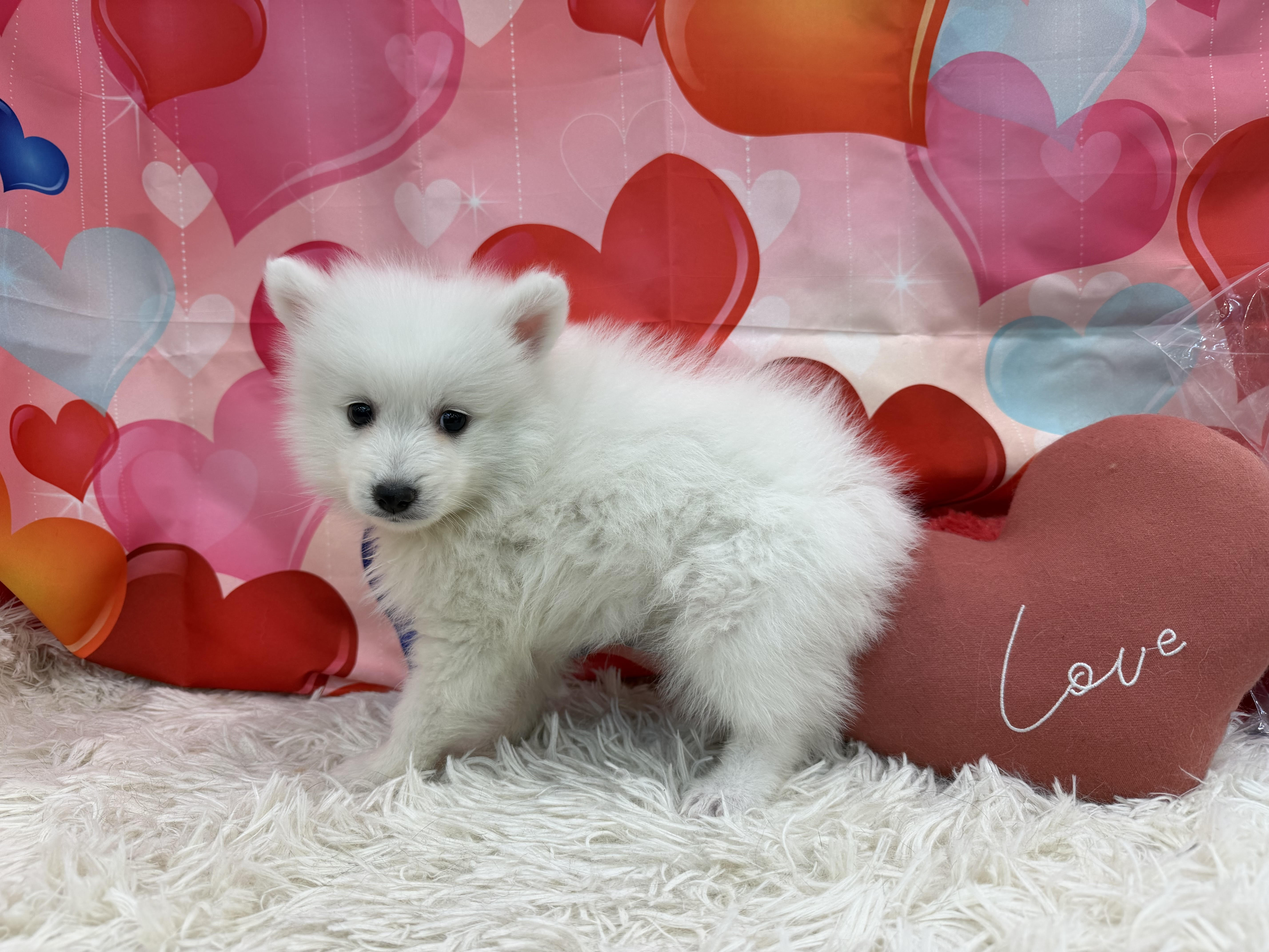 静岡県の日本スピッツ (ペッツワン清水店/2025年12月18日生まれ/男の子/ホワイト)の子犬の3枚目の画像