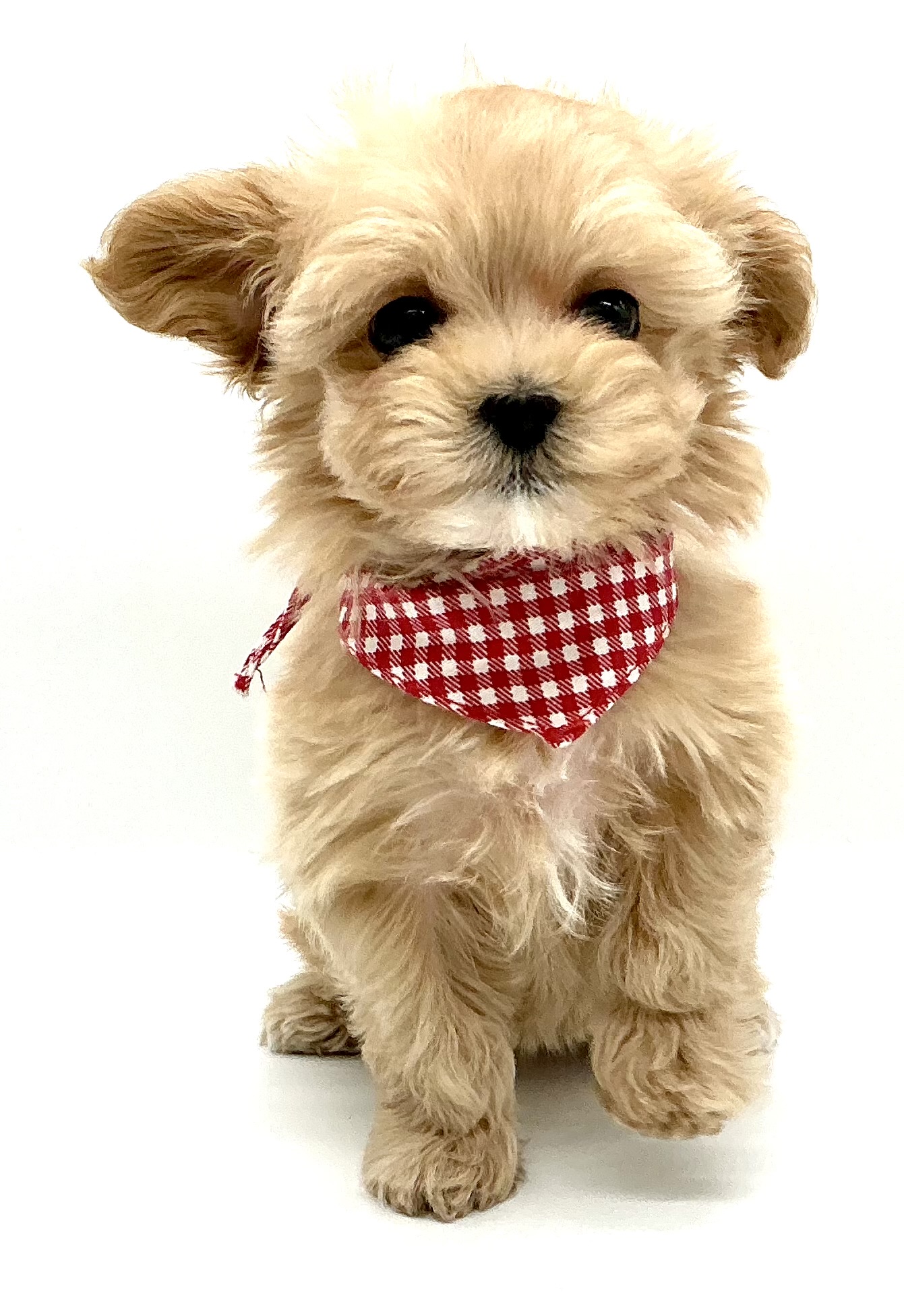 埼玉県のハーフ犬・ミックス犬 (ペッツワン鶴ヶ島店/2025年12月14日生まれ/女の子/アプリコット)の子犬の2枚目の画像