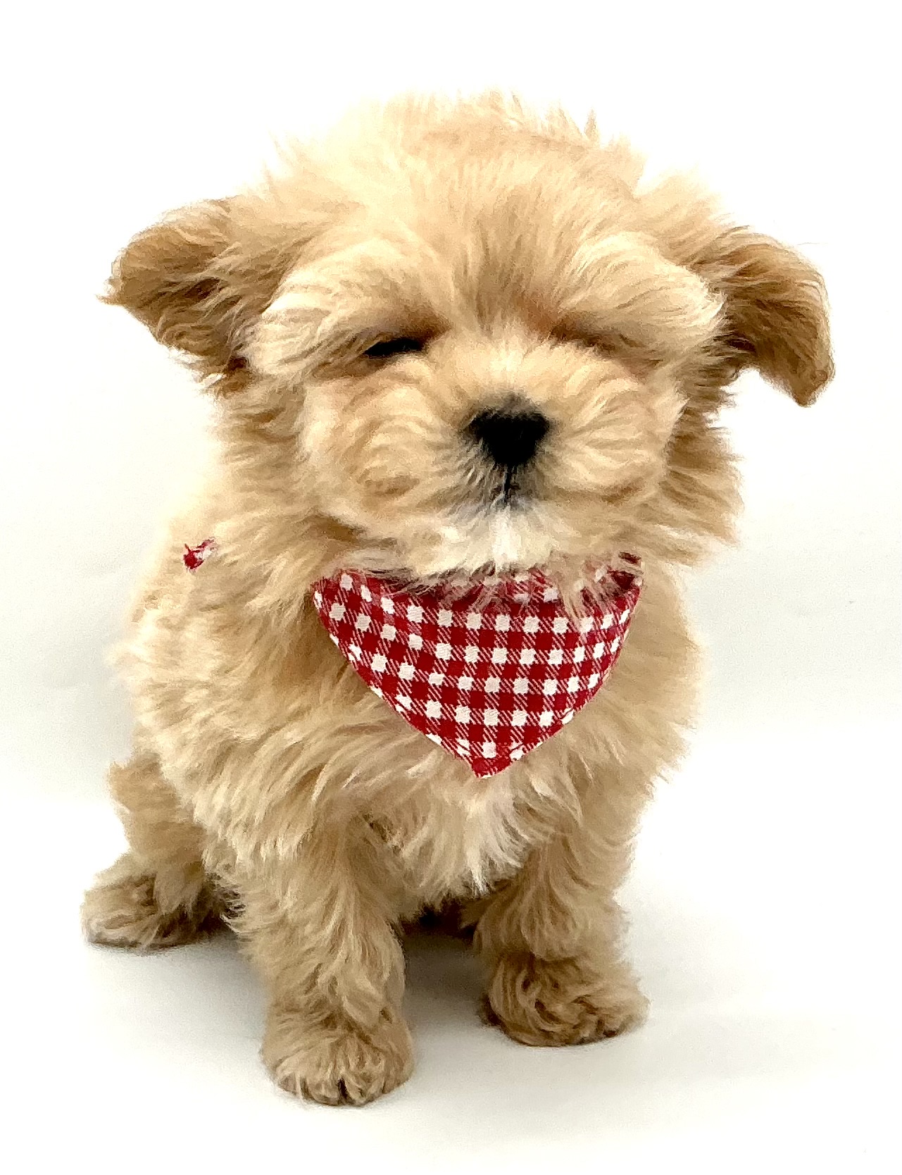 埼玉県のハーフ犬・ミックス犬 (ペッツワン鶴ヶ島店/2025年12月14日生まれ/女の子/アプリコット)の子犬の3枚目の画像