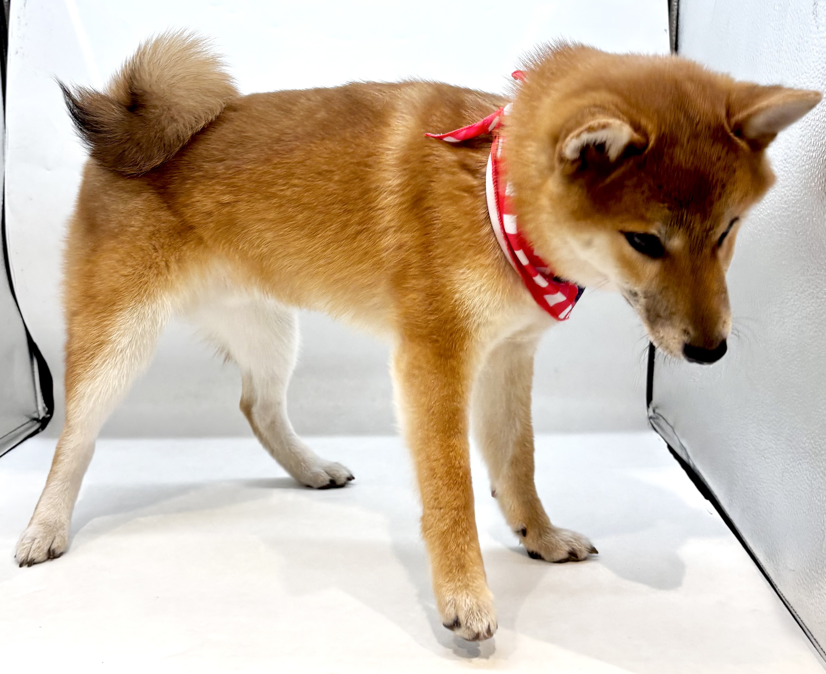 柴犬 - 行田店 | ペッツワン