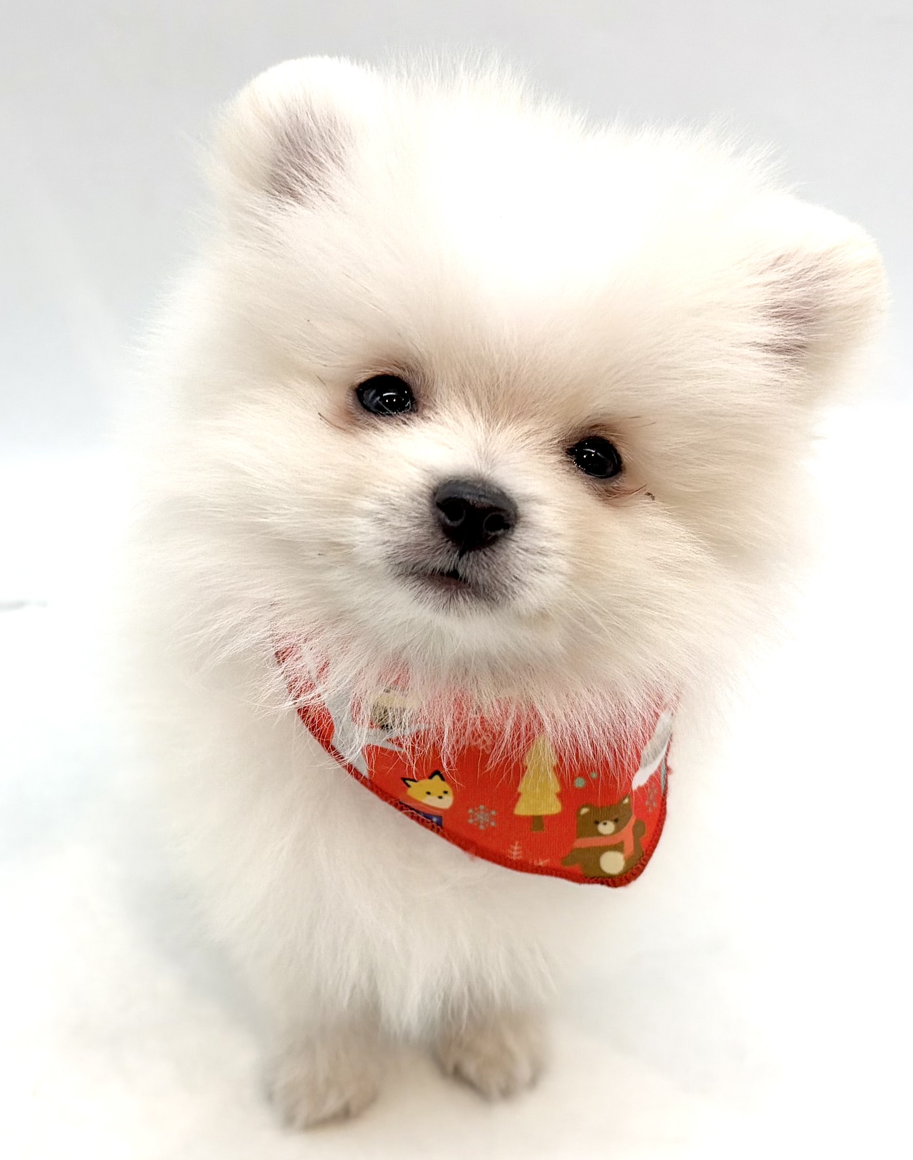 埼玉県のポメラニアン (ペッツワン行田店/2025年12月21日生まれ/男の子/クリーム)の子犬の1枚目の画像