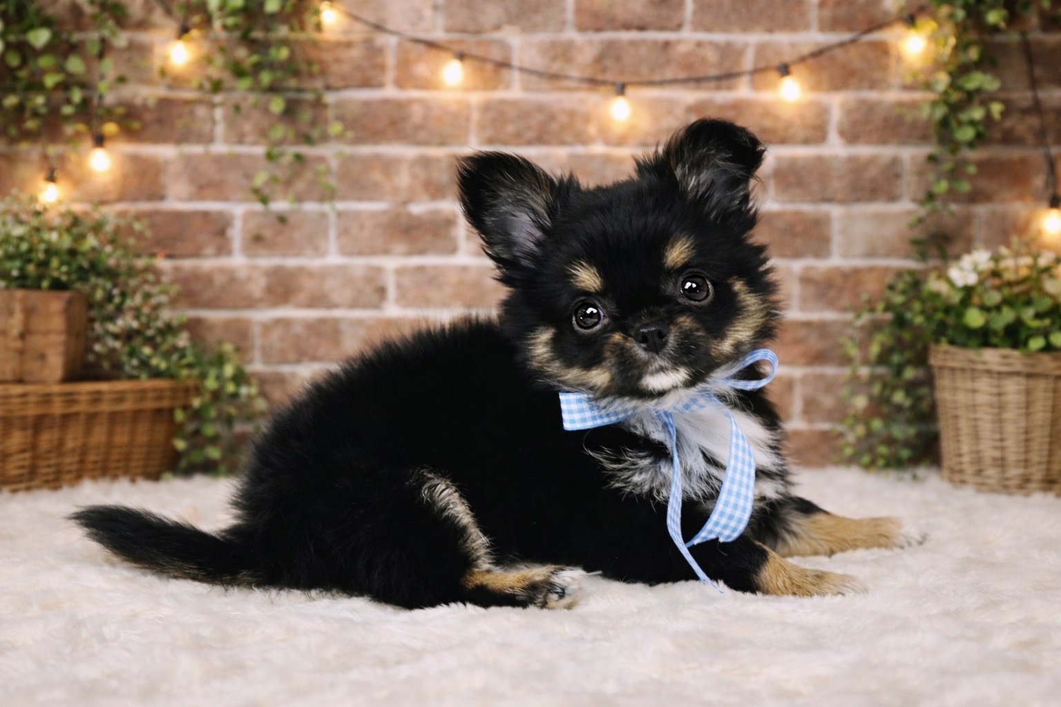 兵庫県のチワワ(ロング) (ペッツワン神戸深江浜店/2025年12月18日生まれ/男の子/ブラックタンホワイト)の子犬の3枚目の画像