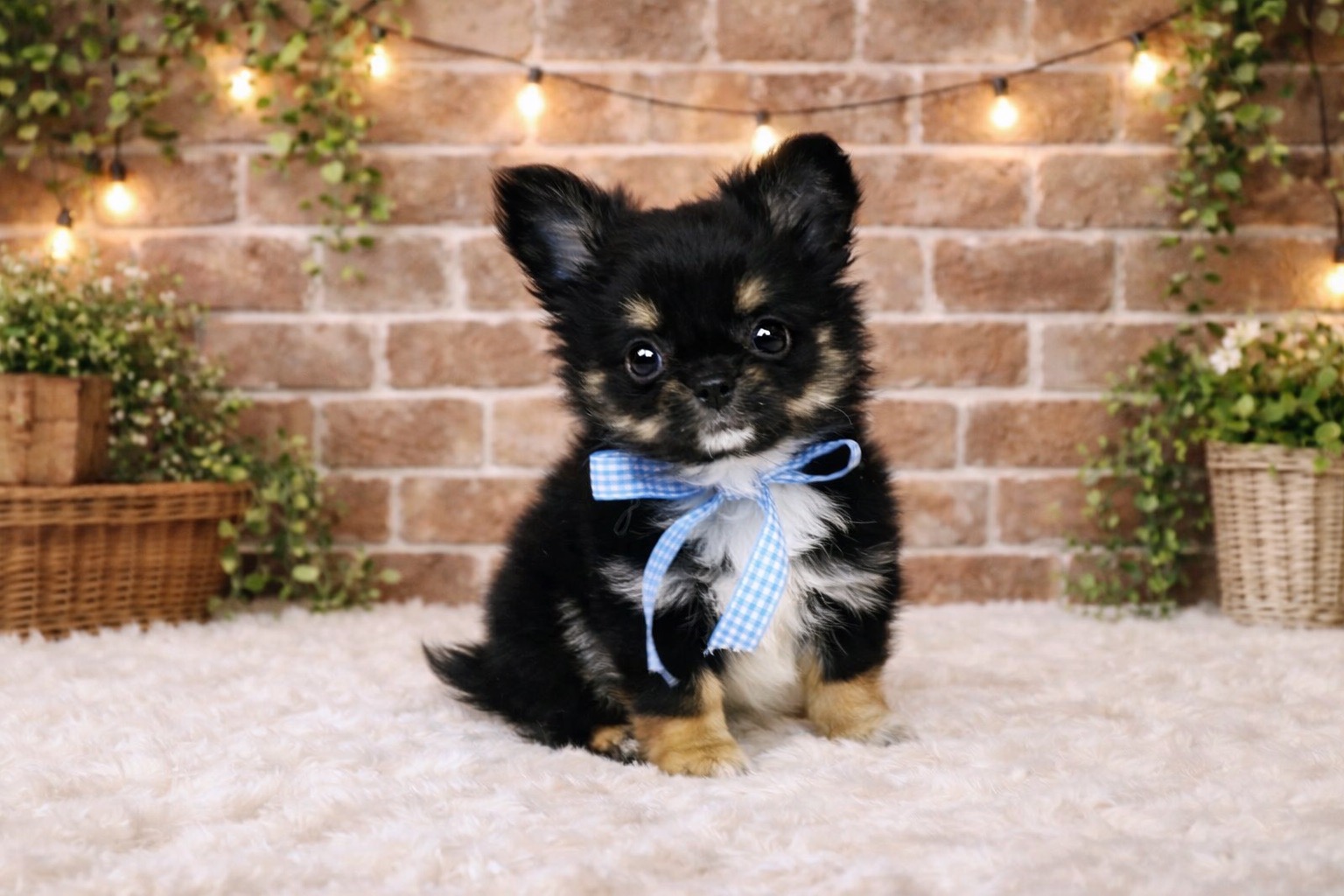 兵庫県のチワワ(ロング) (ペッツワン神戸深江浜店/2025年12月18日生まれ/男の子/ブラックタンホワイト)の子犬の2枚目の画像