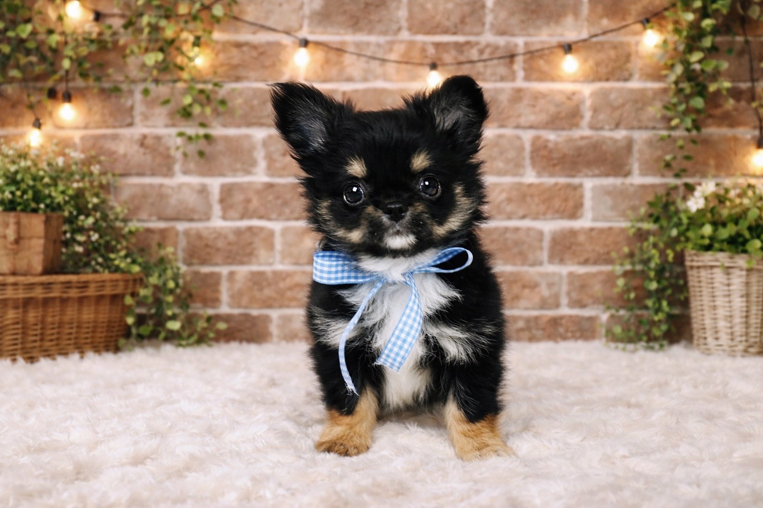 兵庫県のチワワ(ロング) (ペッツワン神戸深江浜店/2025年12月18日生まれ/男の子/ブラックタンホワイト)の子犬の1枚目の画像