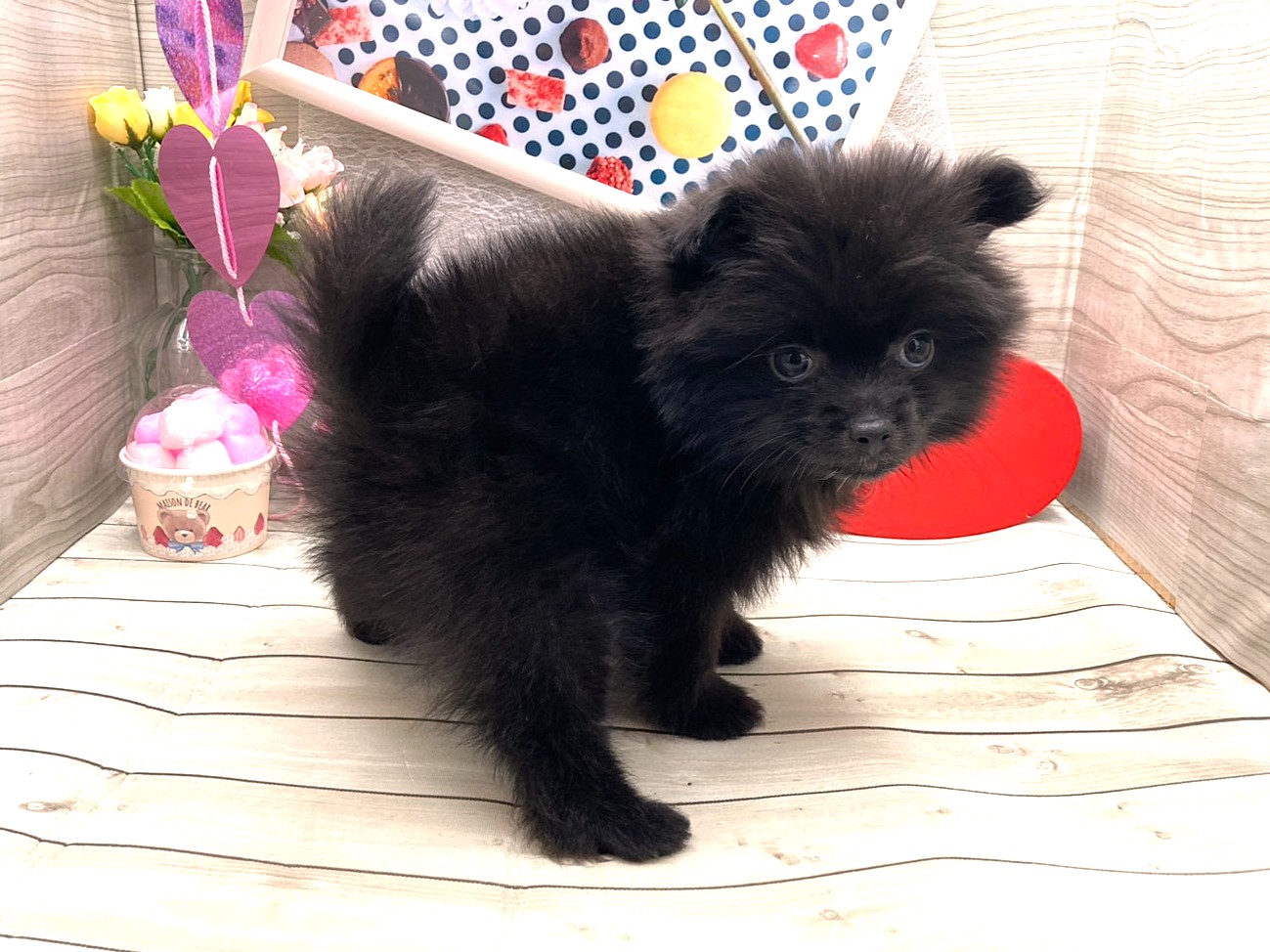 京都府のハーフ犬・ミックス犬 (ペッツワン木津川店/2025年12月3日生まれ/男の子/ブラック)の子犬の2枚目の画像