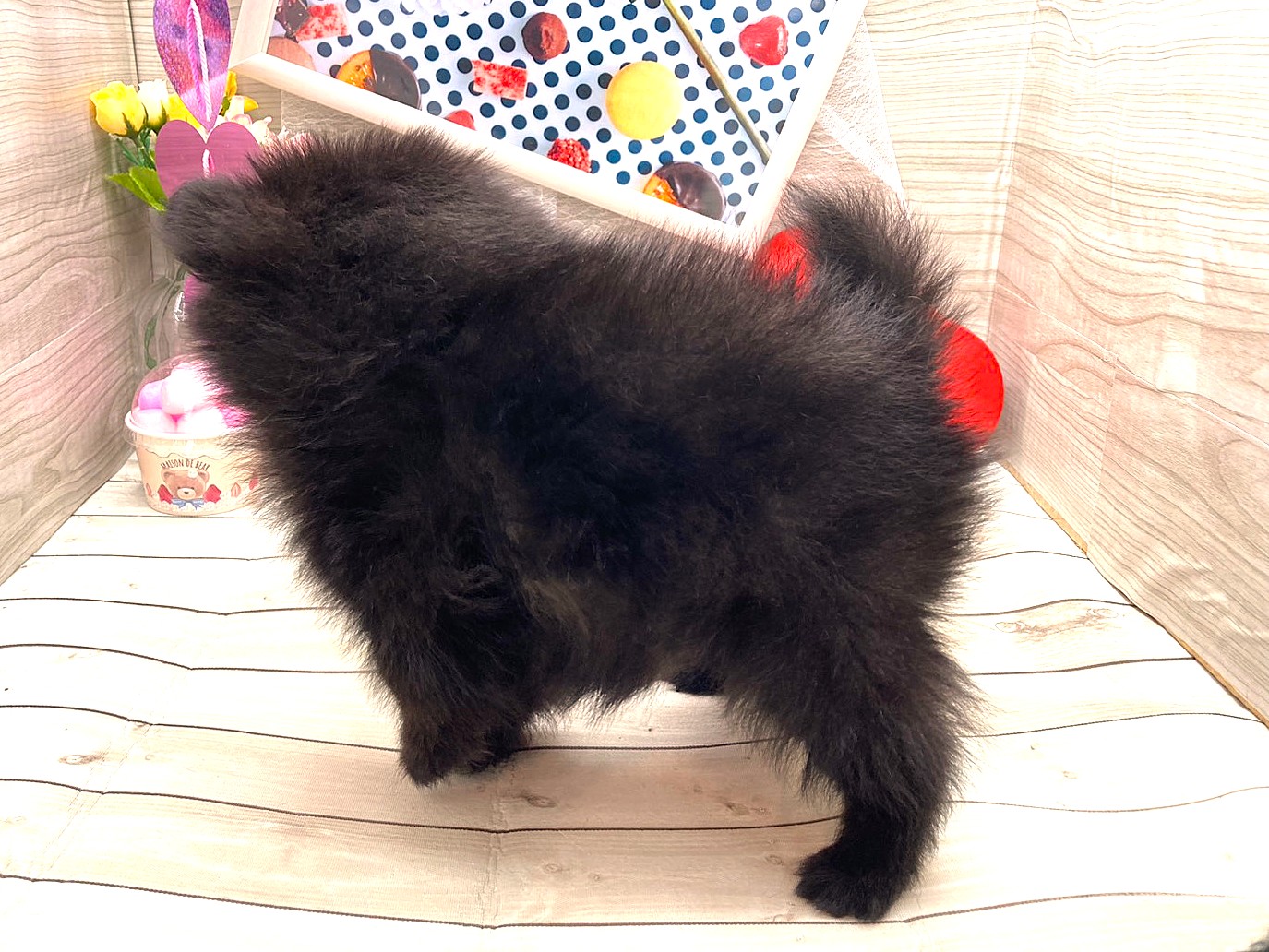 京都府のハーフ犬・ミックス犬 (ペッツワン木津川店/2025年12月3日生まれ/男の子/ブラック)の子犬の3枚目の画像