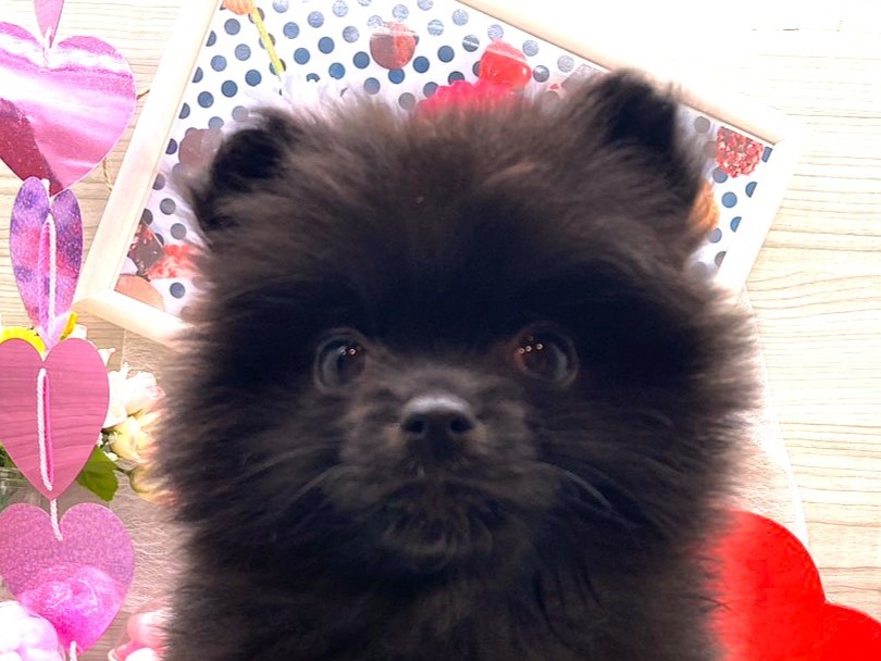 京都府のハーフ犬・ミックス犬 (ペッツワン木津川店/2025年12月3日生まれ/男の子/ブラック)の子犬の1枚目の画像