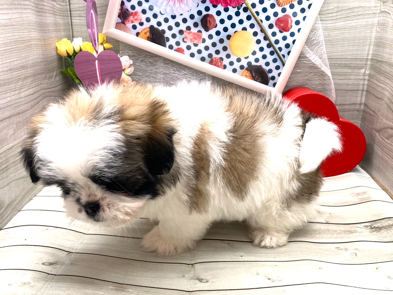 京都府のハーフ犬・ミックス犬 (ペッツワン木津川店/2025年12月7日生まれ/男の子/ホワイトゴールド)の子犬の3枚目の画像