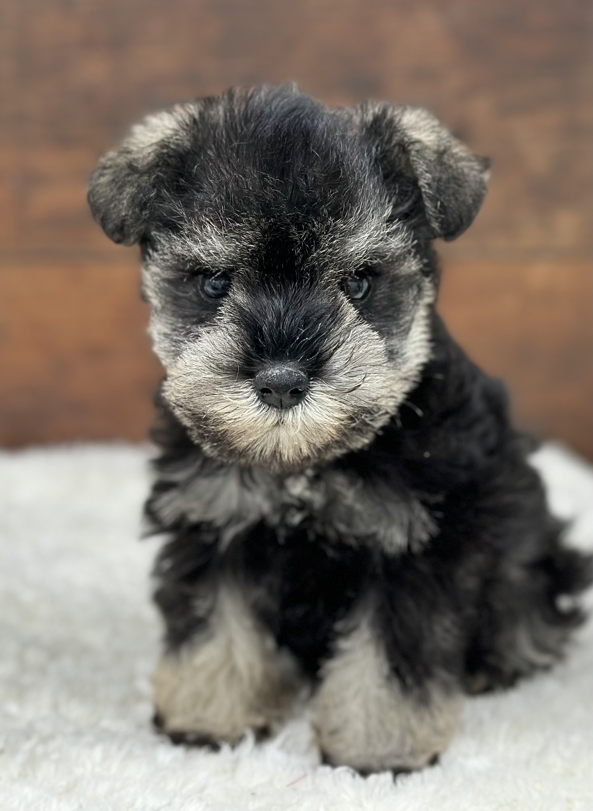 愛知県のミニチュアシュナウザー (ペッツワン名古屋大高インター店/2025年12月16日生まれ/女の子/ソルトペッパー)の子犬の2枚目の画像