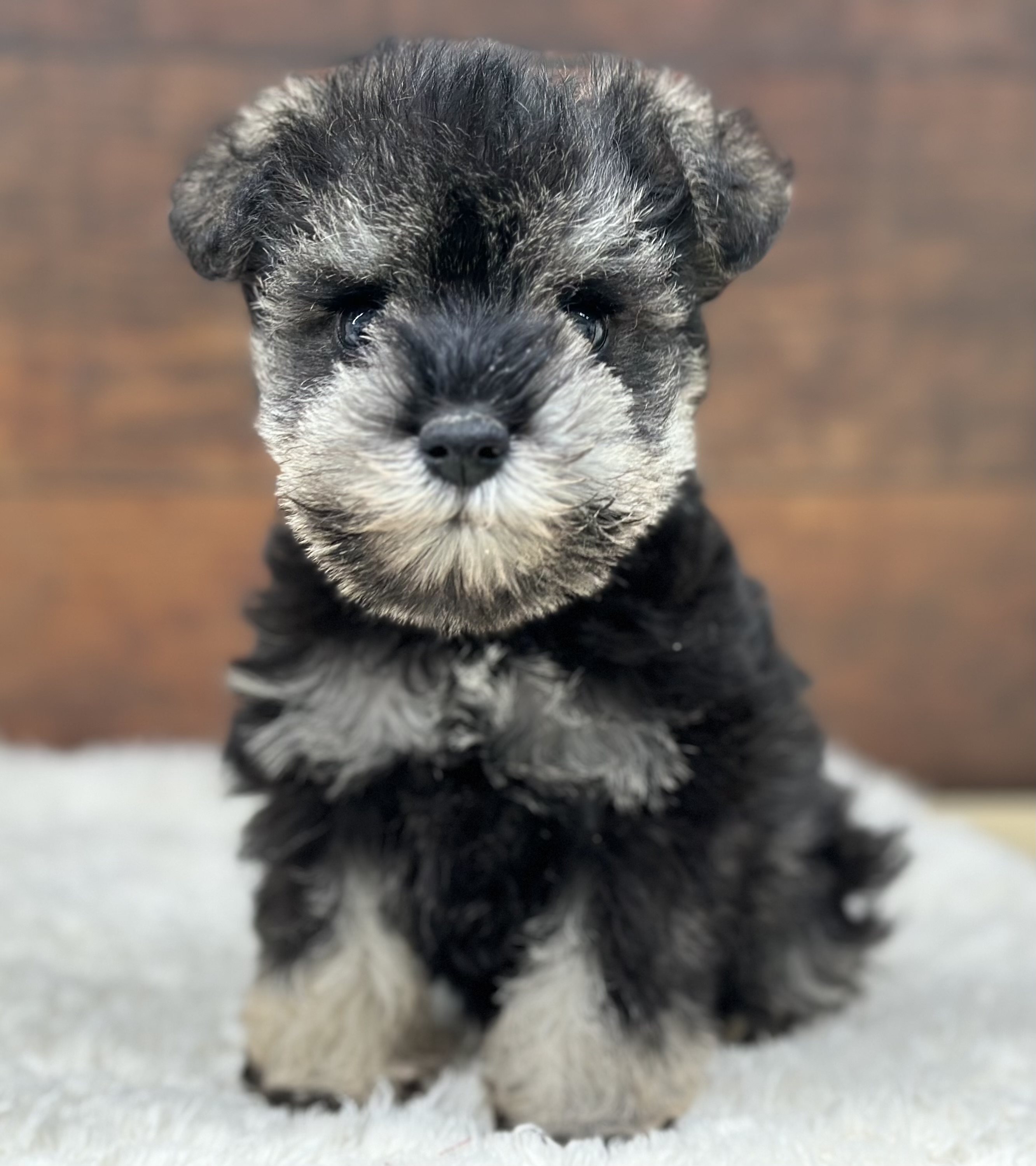 愛知県のミニチュアシュナウザー (ペッツワン名古屋大高インター店/2025年12月16日生まれ/女の子/ソルトペッパー)の子犬の1枚目の画像