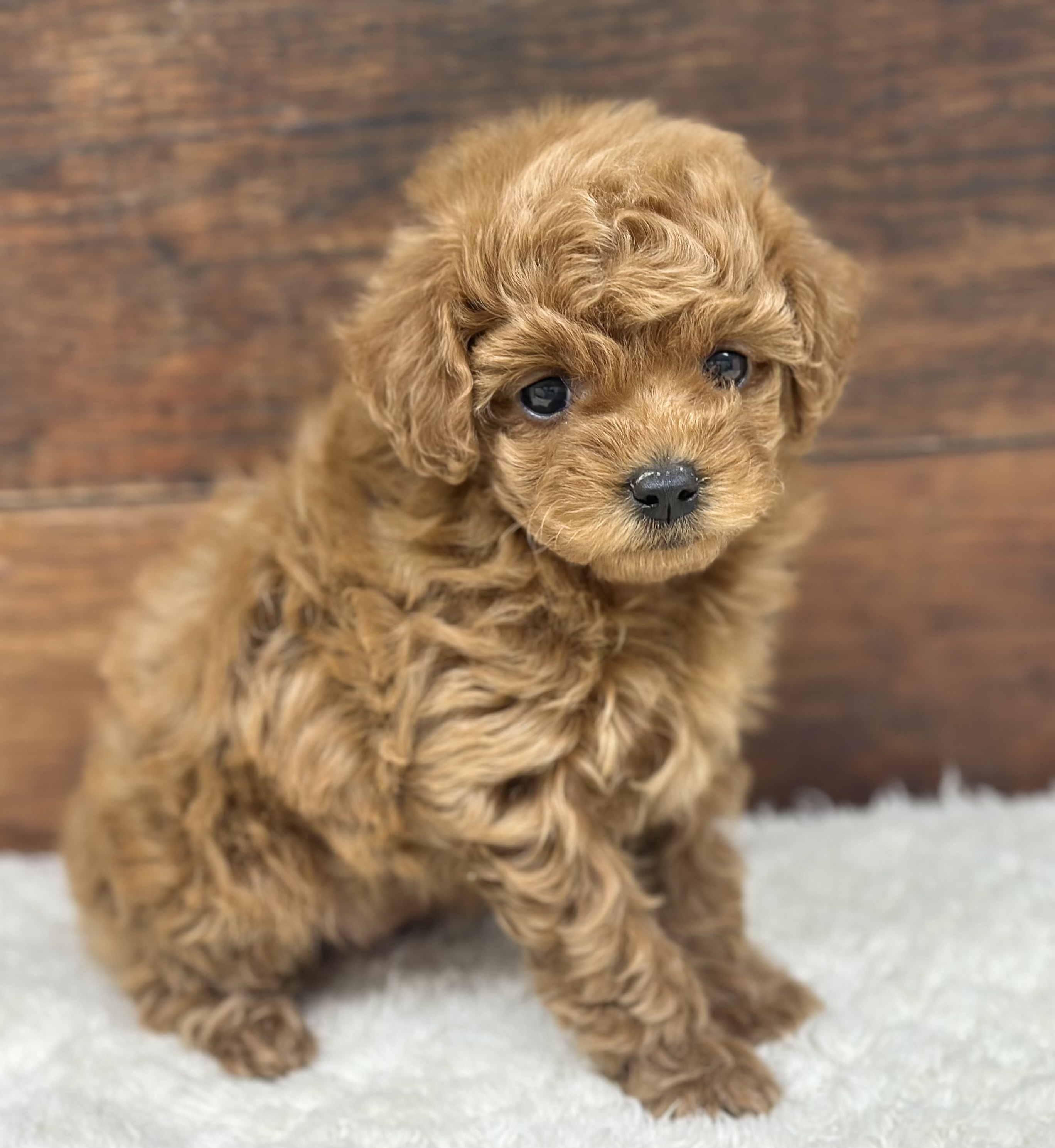 愛知県のトイプードル(トイ) (ペッツワン名古屋大高インター店/2025年12月18日生まれ/女の子/レッド)の子犬