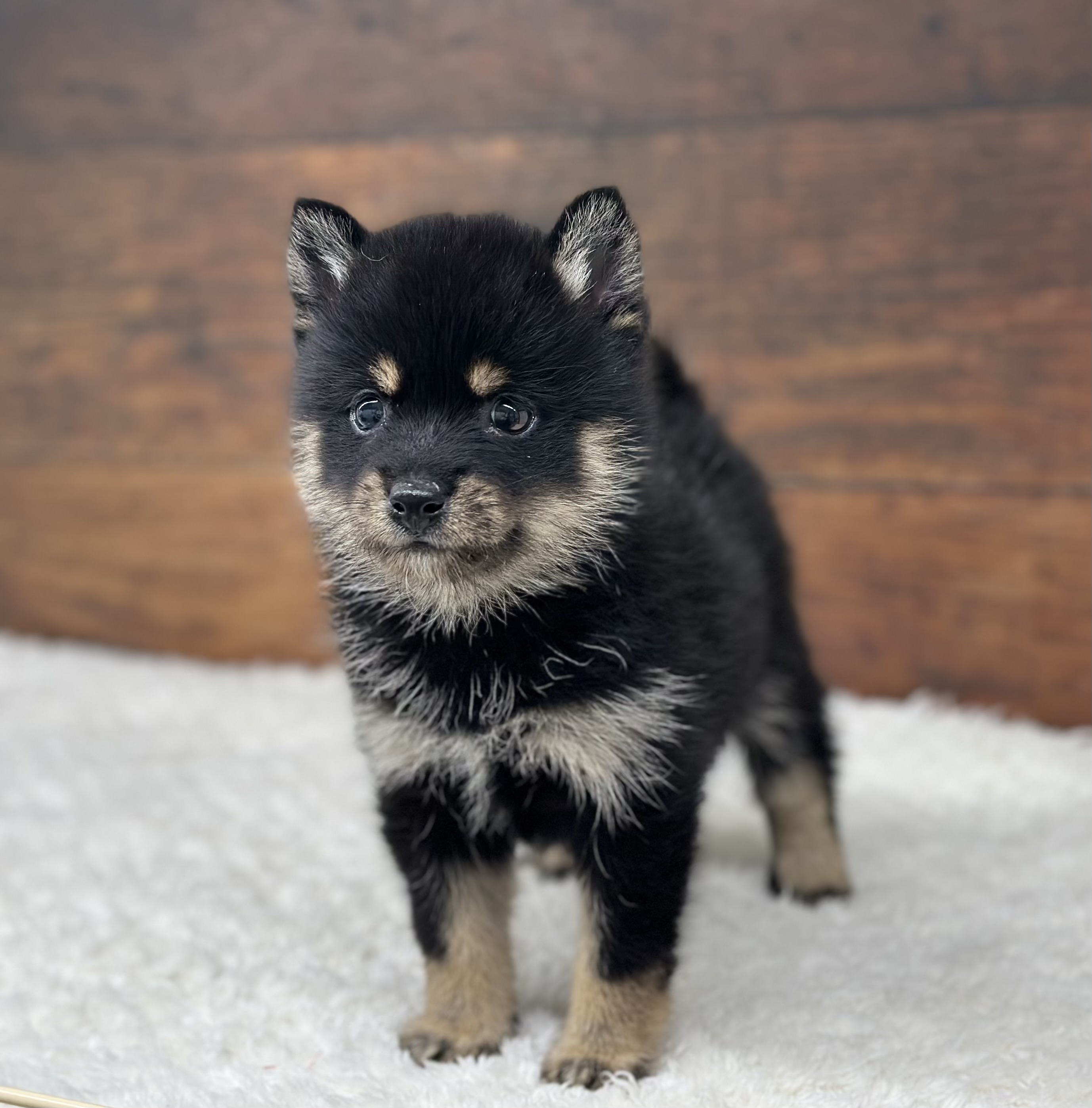 愛知県のハーフ犬・ミックス犬 (ペッツワン名古屋大高インター店/2025年12月13日生まれ/女の子/黒)の子犬の3枚目の画像