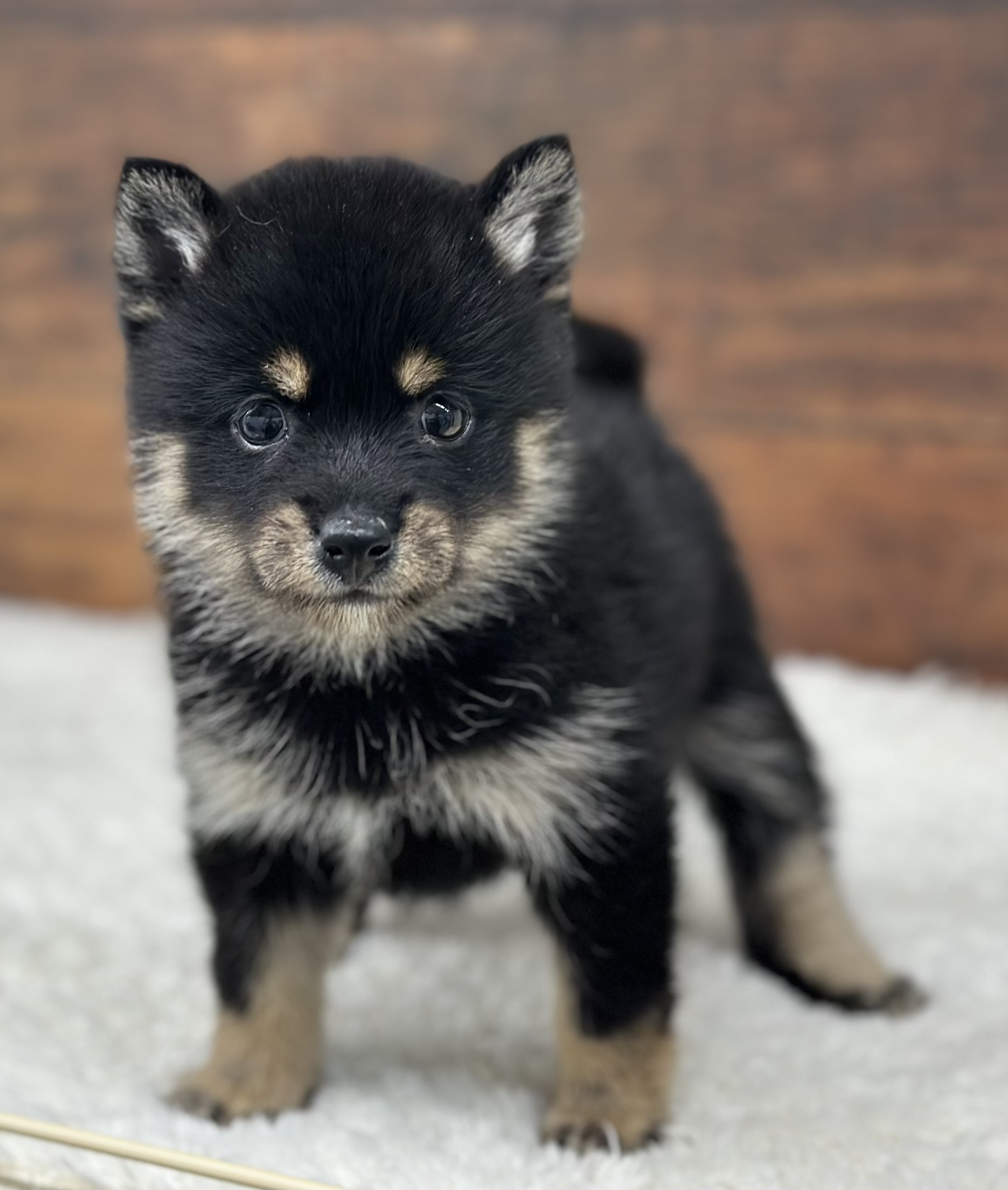 愛知県のハーフ犬・ミックス犬 (ペッツワン名古屋大高インター店/2025年12月13日生まれ/女の子/黒)の子犬の1枚目の画像