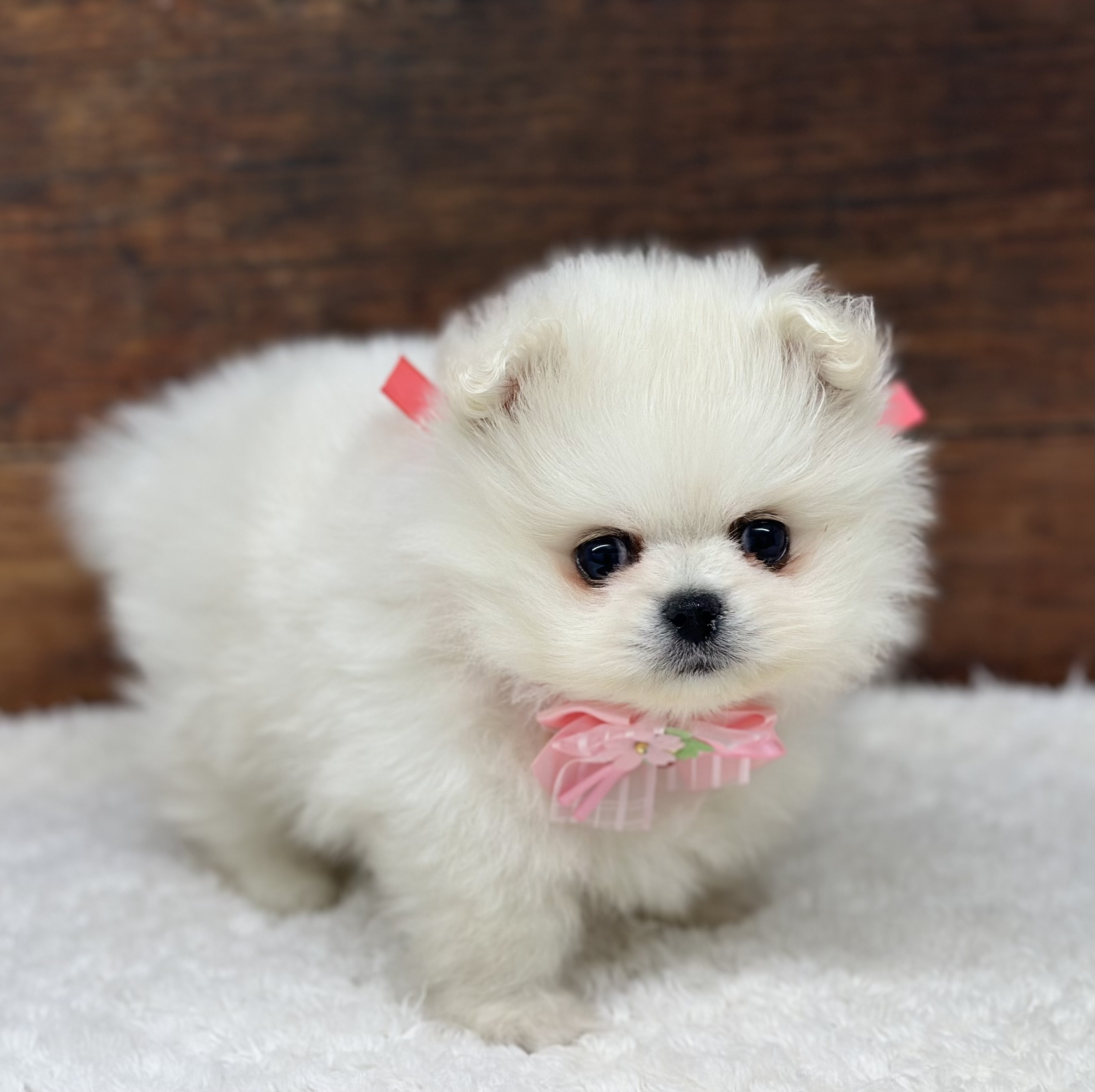 愛知県のハーフ犬・ミックス犬 (ペッツワン名古屋大高インター店/2025年12月8日生まれ/男の子/ホワイト)の子犬の3枚目の画像