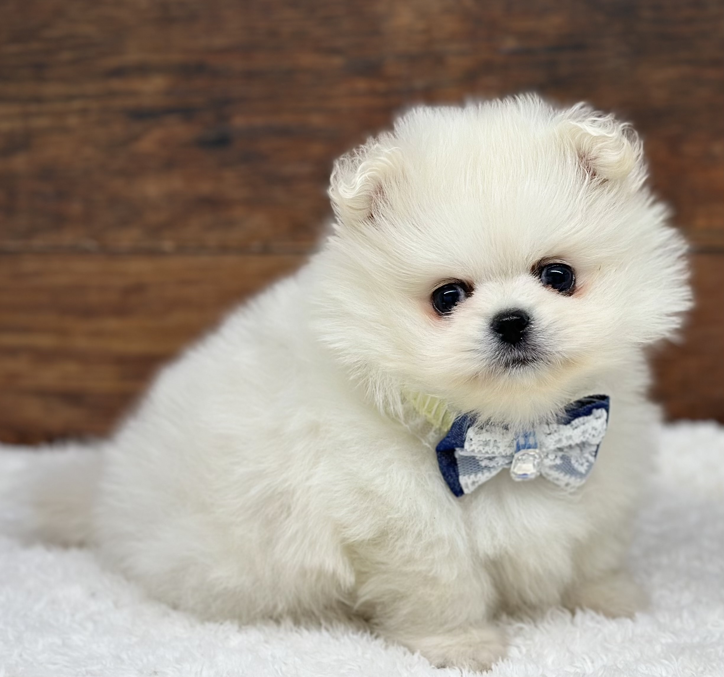 愛知県のハーフ犬・ミックス犬 (ペッツワン名古屋大高インター店/2025年12月8日生まれ/男の子/ホワイト)の子犬の1枚目の画像