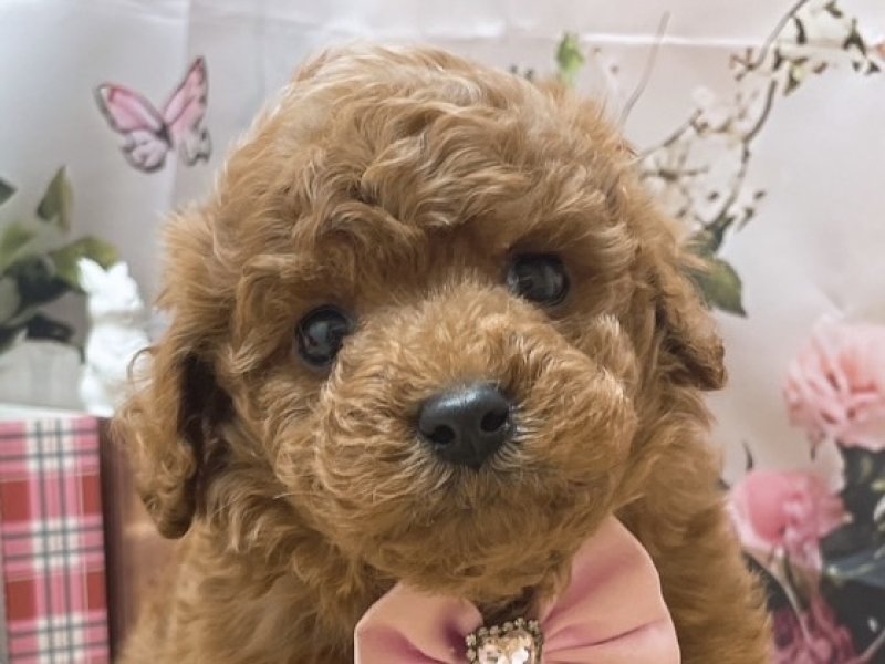 沖縄県のトイプードル(トイ) (ペッツワンFCあがり浜店/2025年10月23日生まれ/女の子/レッド)の子犬