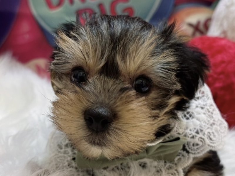 沖縄県のヨークシャーテリア (ペッツワンFCあがり浜店/2025年12月4日生まれ/男の子/スチールブルータン)の子犬