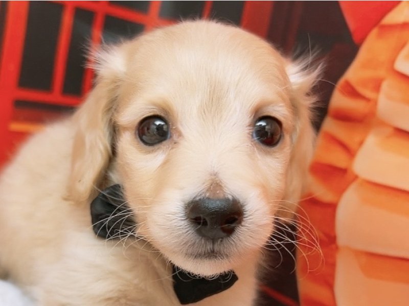 沖縄県のハーフ犬・ミックス犬 (ペッツワンFCあがり浜店/2025年12月2日生まれ/男の子/クリーム)の子犬