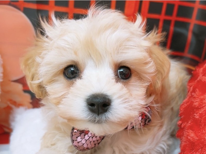 沖縄県のハーフ犬・ミックス犬 (ペッツワンFCあがり浜店/2025年12月20日生まれ/女の子/アプリコット)の子犬