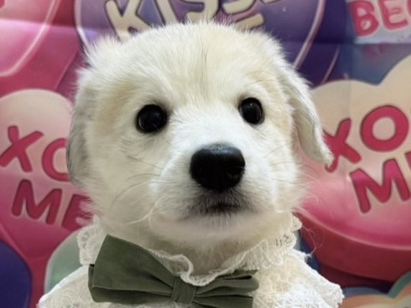 沖縄県のハーフ犬・ミックス犬 (ペッツワンFCあがり浜店/2025年11月29日生まれ/男の子/シルバー)の子犬