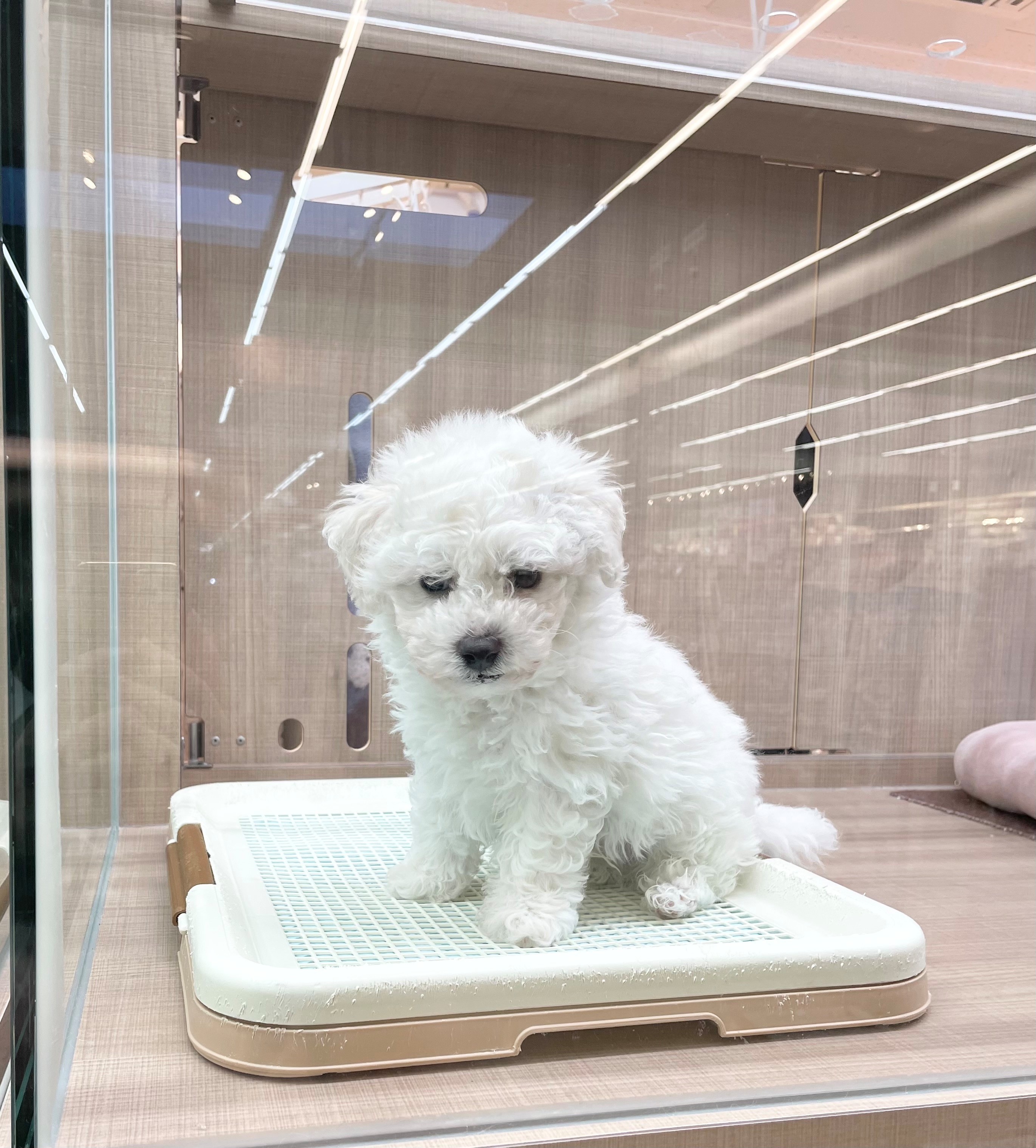 岐阜県のビションフリーゼ (ペッツワン可児店/2025年12月8日生まれ/男の子/ホワイト)の子犬の2枚目の画像