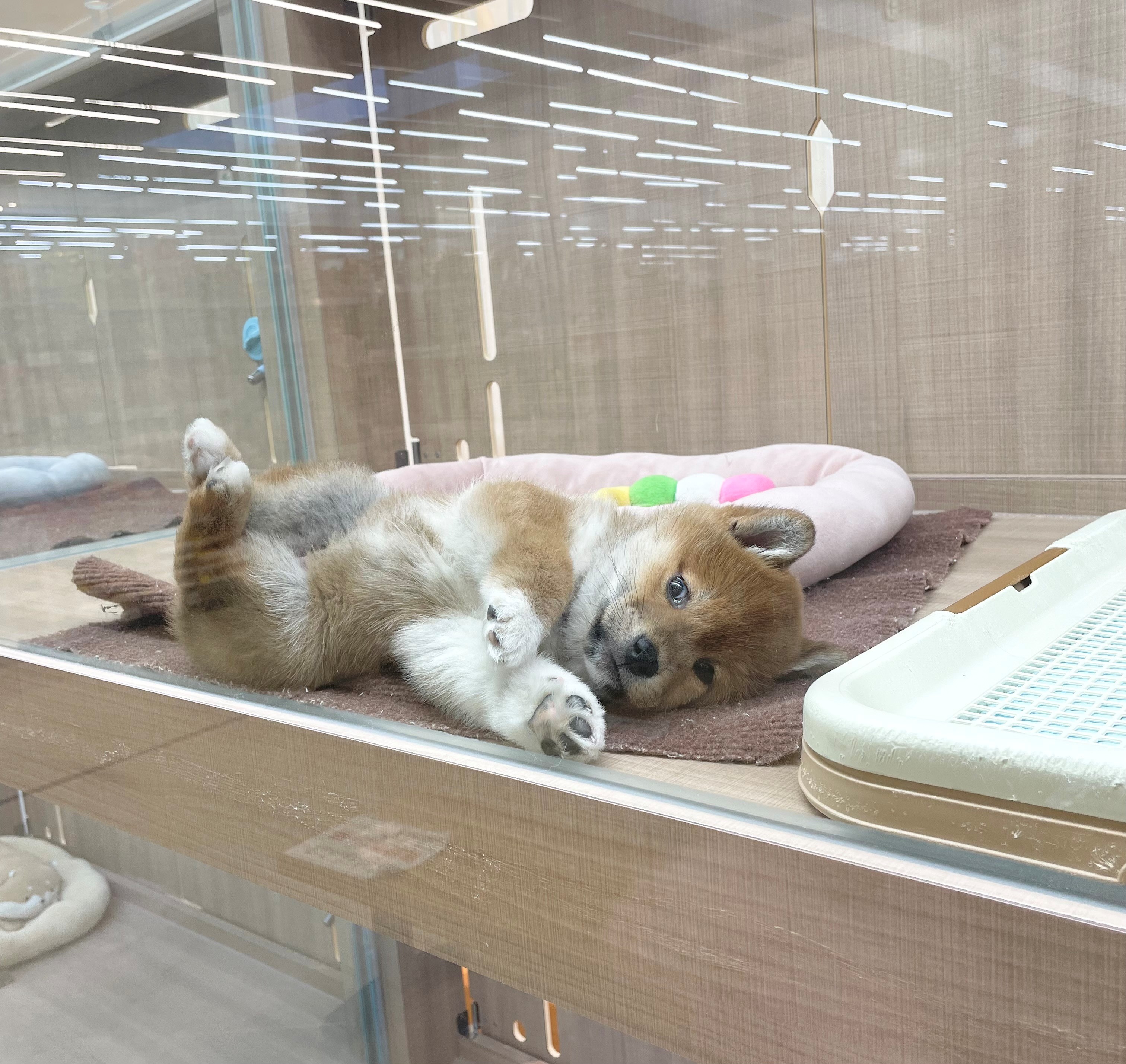 岐阜県の柴犬(標準サイズ) (ペッツワン可児店/2025年12月9日生まれ/男の子/レッド)の子犬の3枚目の画像