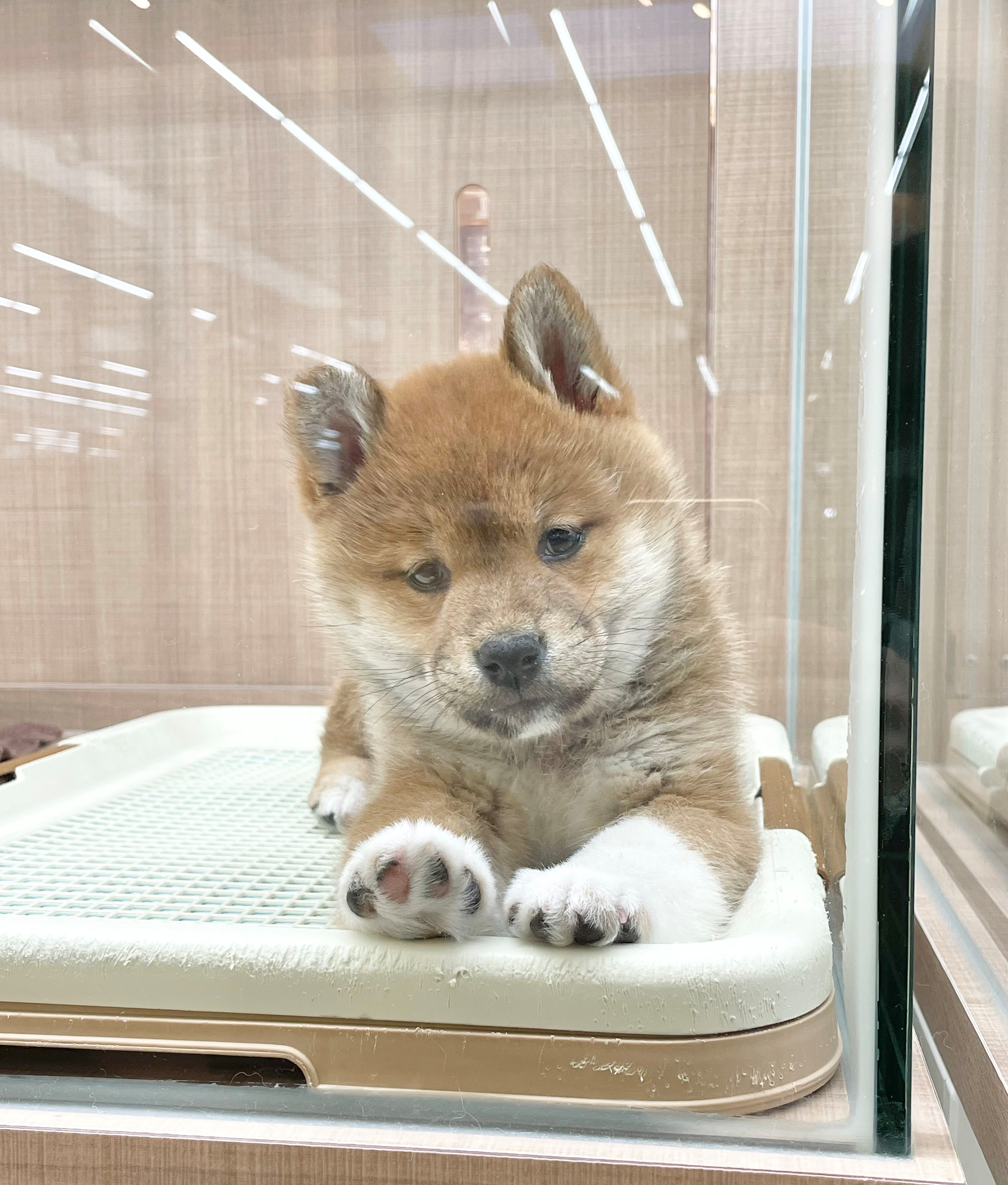 岐阜県の柴犬(標準サイズ) (ペッツワン可児店/2025年12月9日生まれ/男の子/レッド)の子犬の2枚目の画像