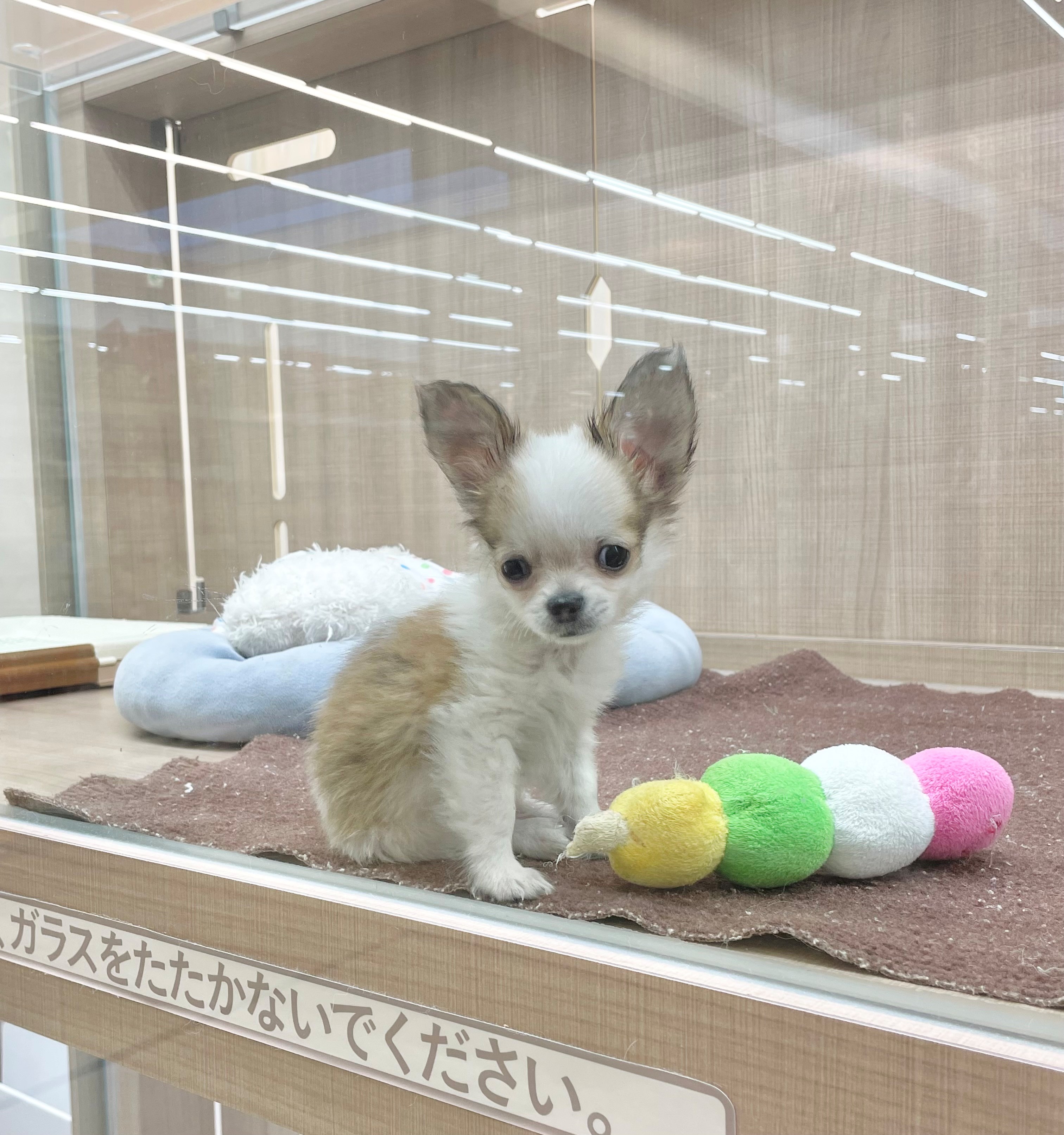 岐阜県のチワワ(ロング) (ペッツワン可児店/2025年11月30日生まれ/男の子/ホワイトレッド)の子犬の2枚目の画像